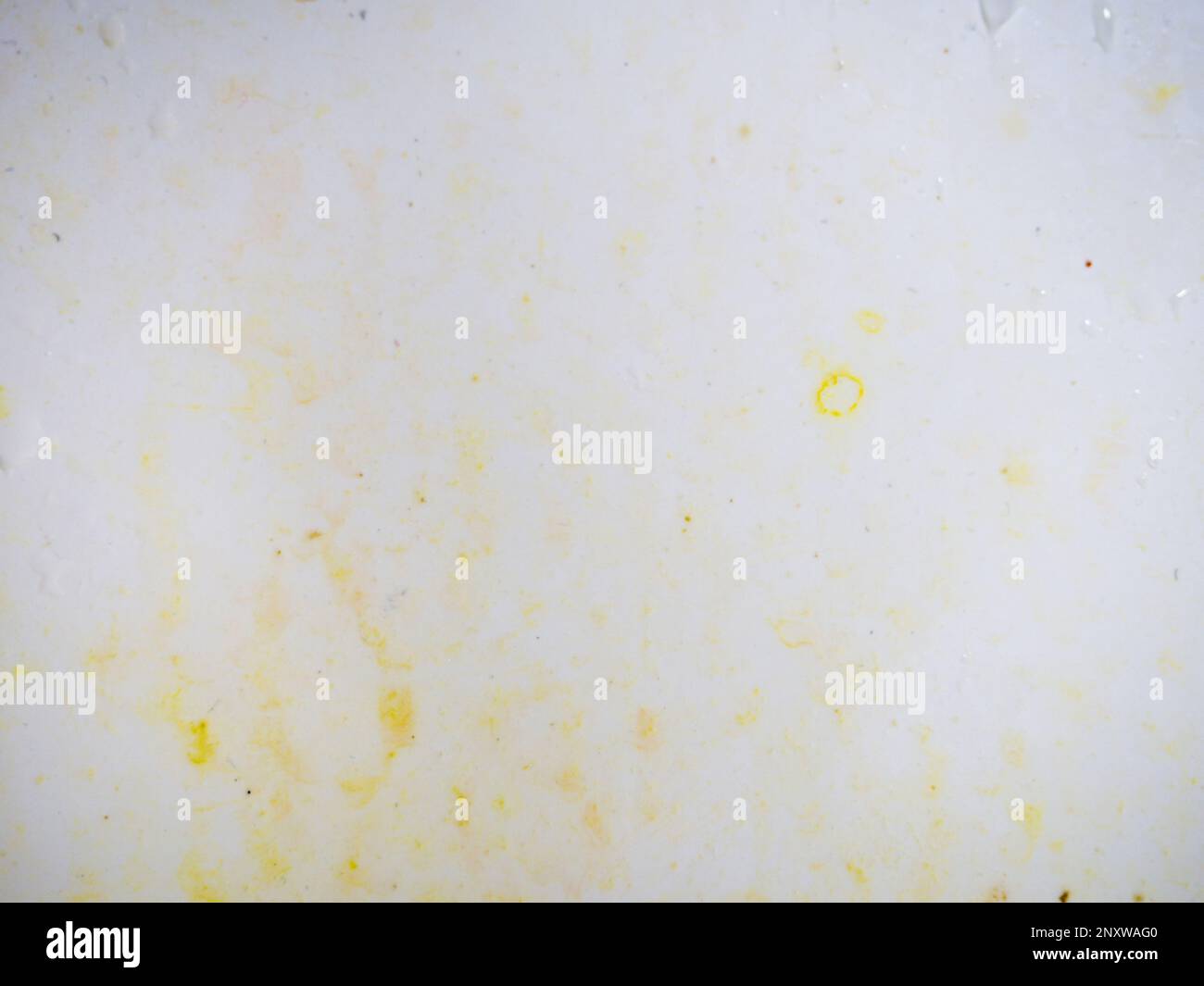 Mold on bathroom enamel. Black dots of mold and yellow plaque. Requires cleaning. Before using ...