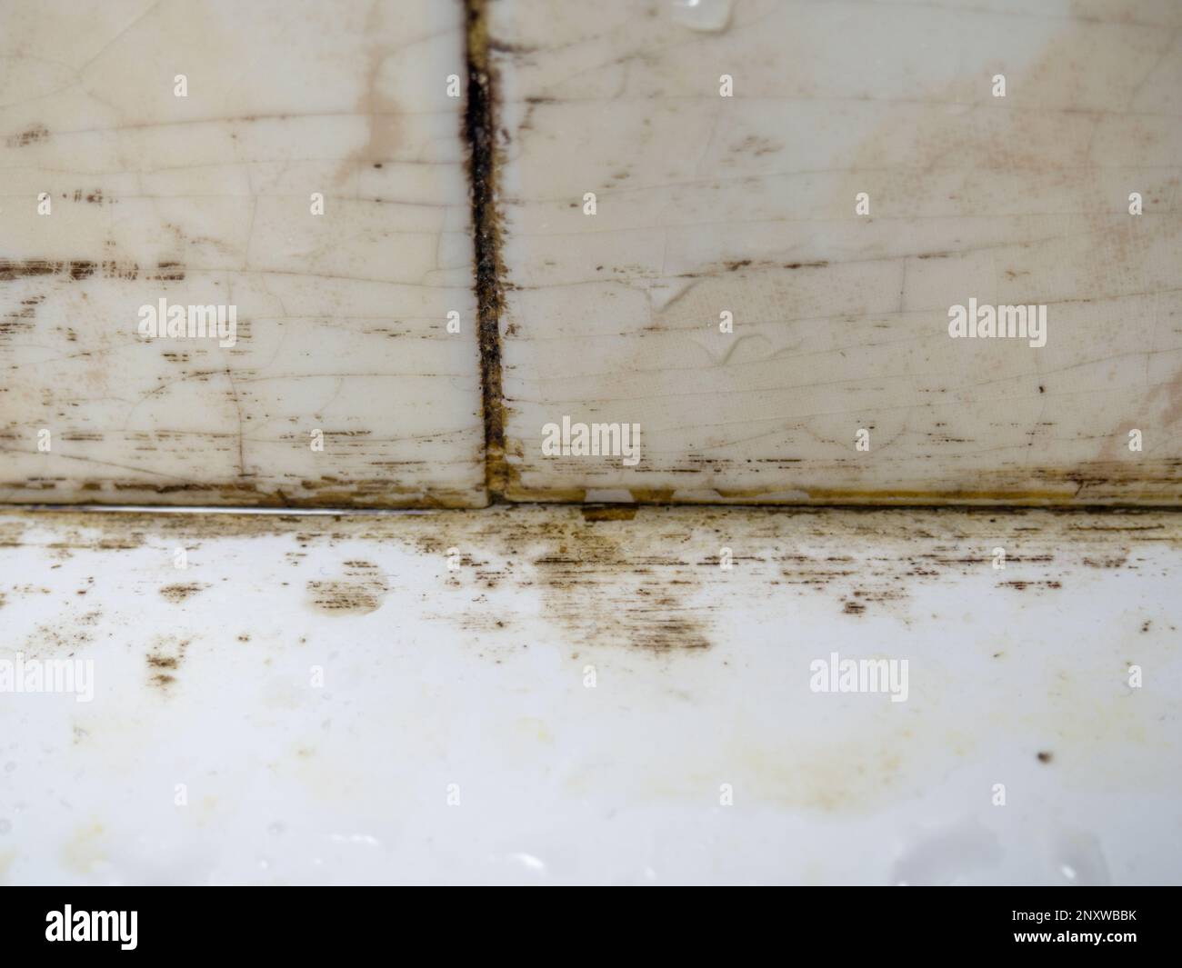 Plumbing. Mold in the bathroom. Black dots of mold and yellow plaque