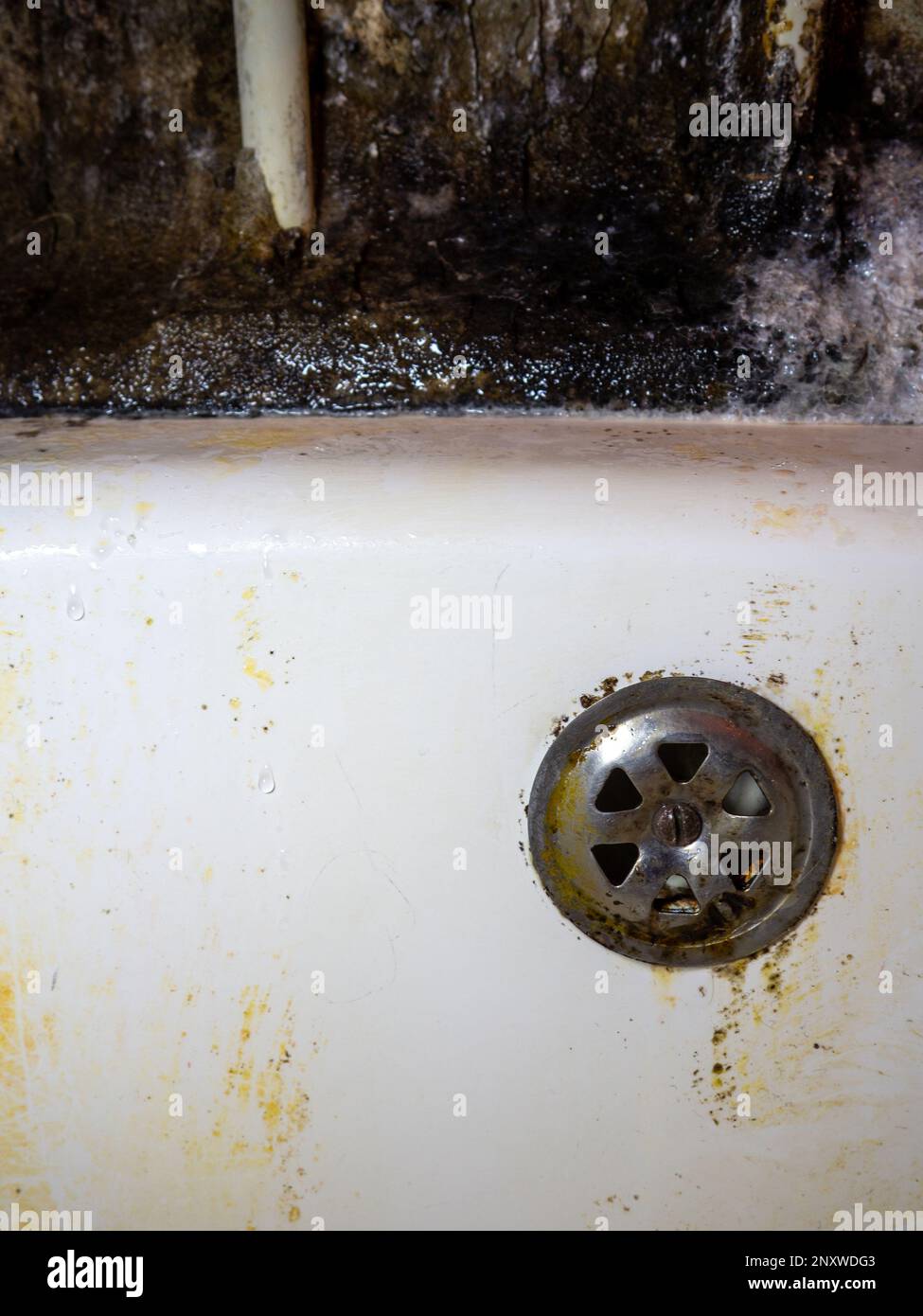 Bathroom drain dirty. Siphon element. Plumbing. Mold on bathroom enamel. Black dots of mold and ...