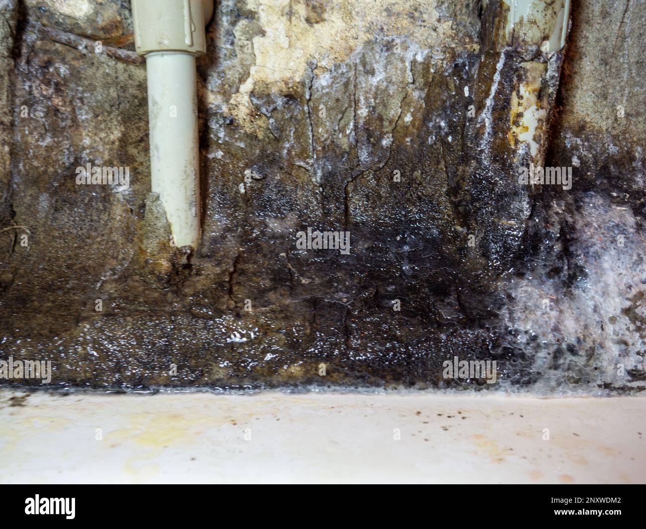 Plumbing. Mold in the bathroom. Black dots of mold and yellow plaque