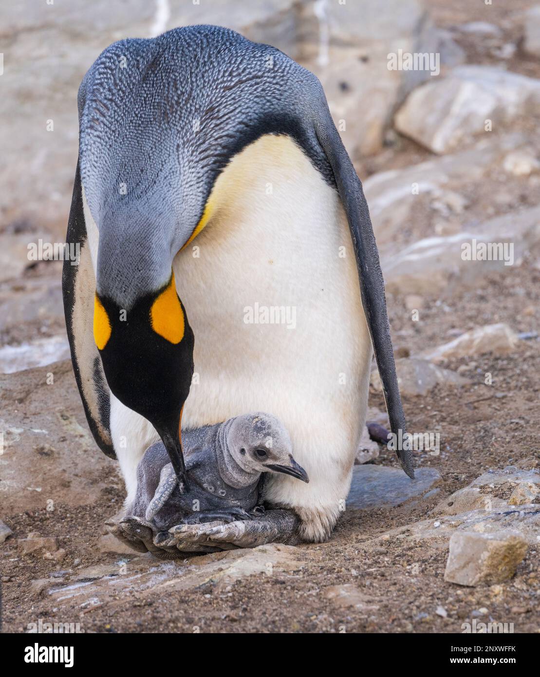 King Penguin caring for its chick on its feet or flippers at Bluff Cove on Falkland Islands Stock Photo