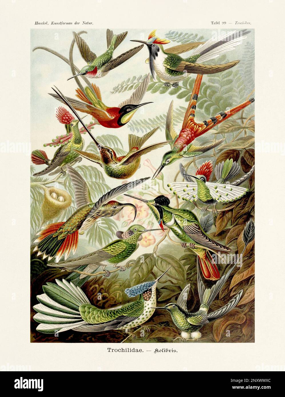 ERNST HAECKEL ART - Trochilidae, Hummingbirds - 19th Century - Antique Zoological illustration - Illustrations of the book : “Art Forms in Nature” Stock Photo