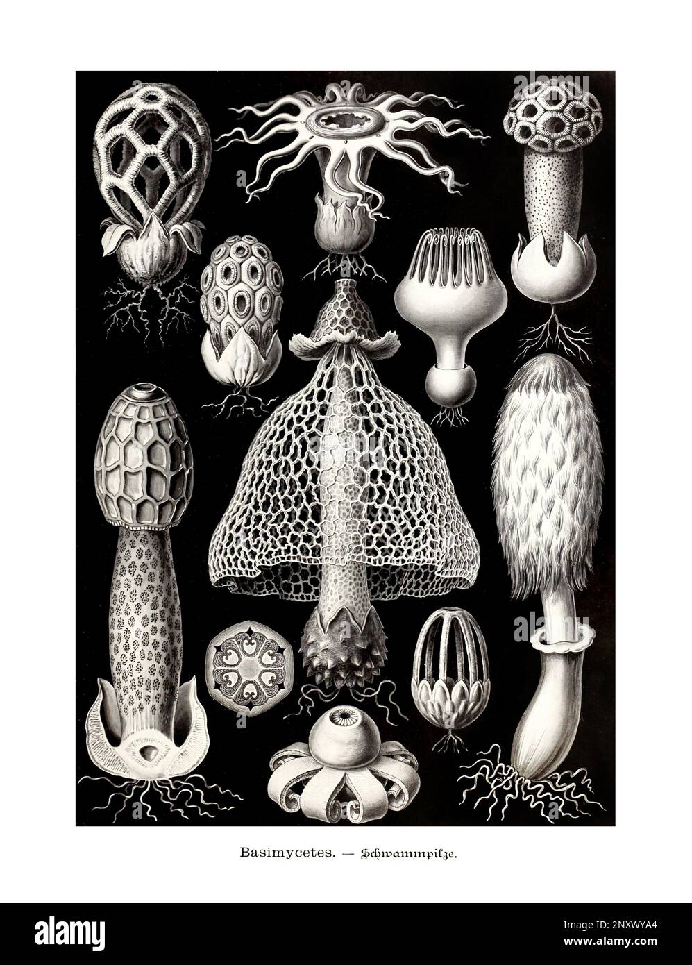 ERNST HAECKEL ART - Basimycetes - 19th Century - Antique Zoological illustration - Illustrations of the book : “Art Forms in Nature” Stock Photo