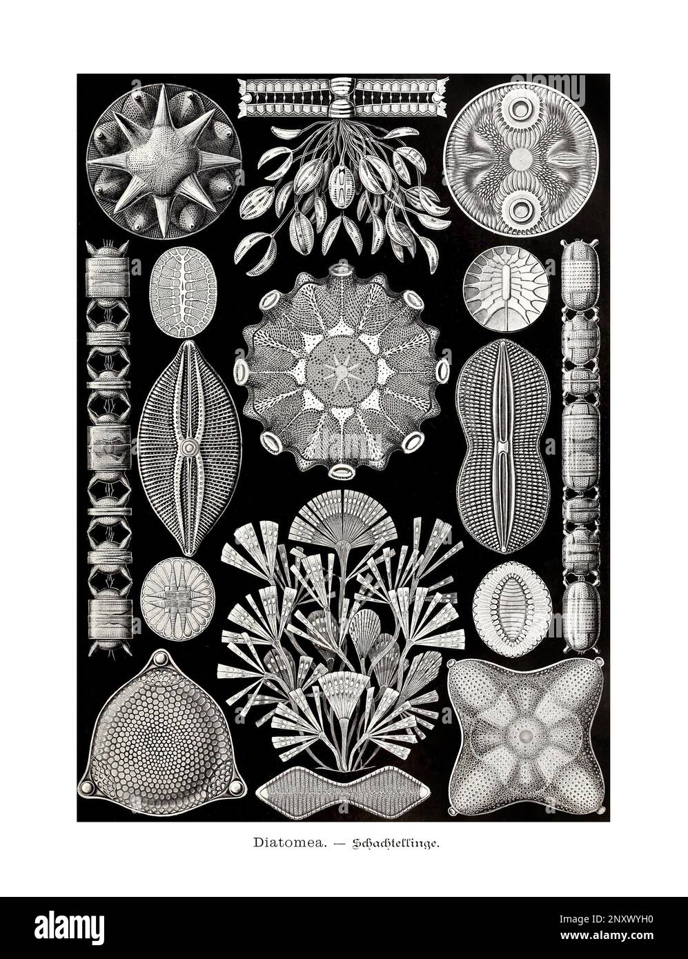 ERNST HAECKEL ART - Diatomea - 19th Century - Antique Zoological illustration - Illustrations of the book : “Art Forms in Nature” Stock Photo