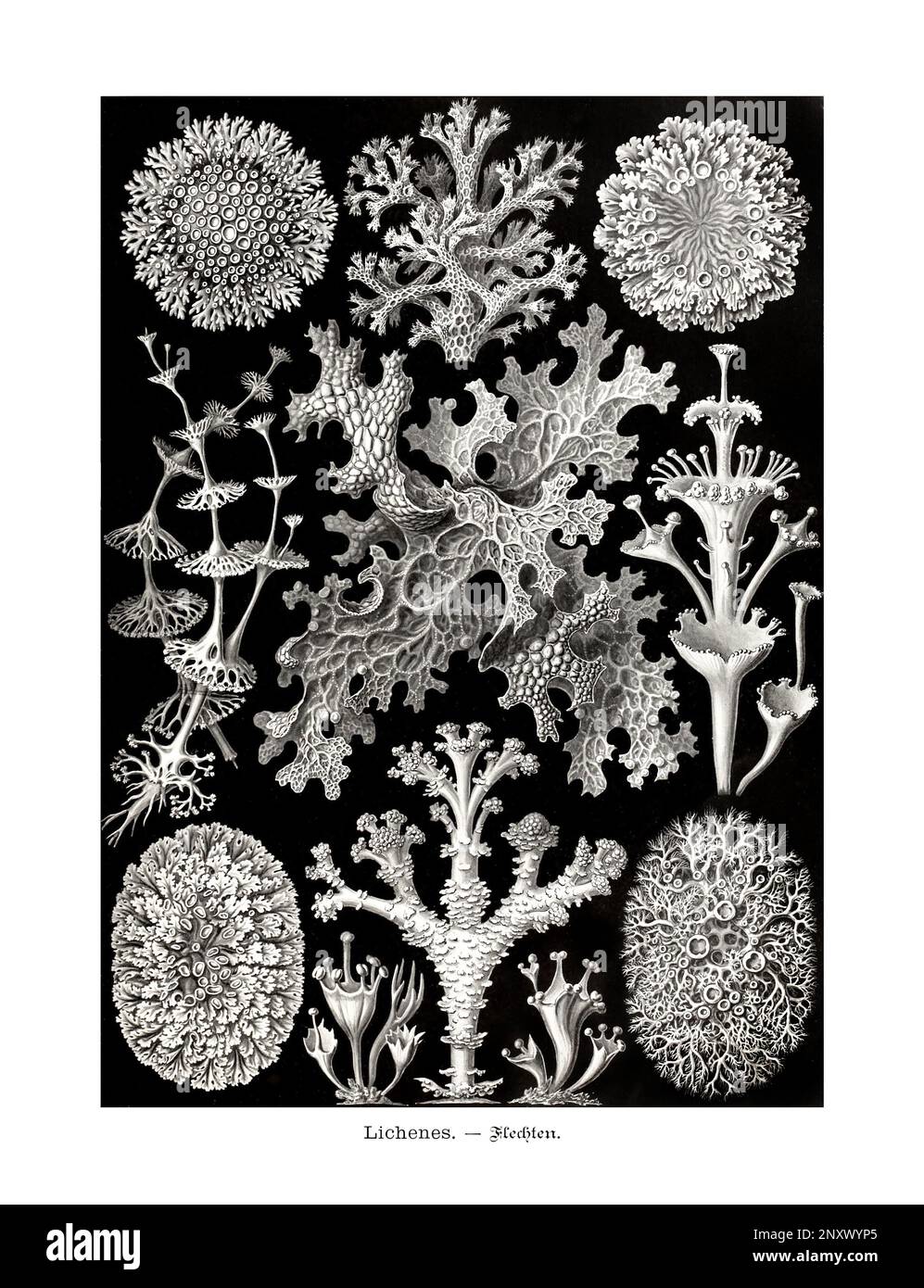ERNST HAECKEL ART - Lichenes - 19th Century - Antique Zoological illustration - Illustrations of the book : “Art Forms in Nature” Stock Photo