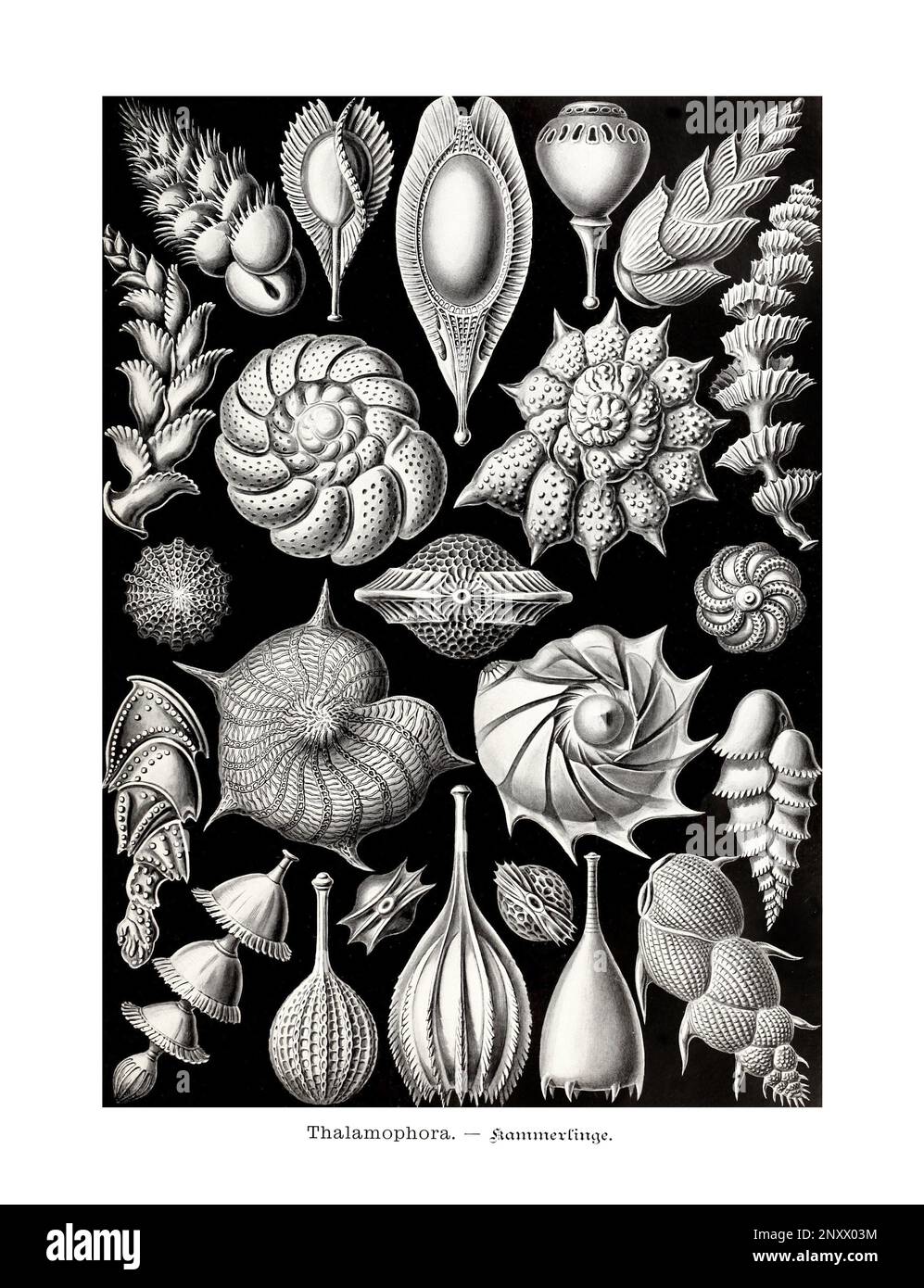 ERNST HAECKEL ART -  Thalamophora or forams - 19th Century - Antique Zoological illustration - Illustrations of the book : “Art Forms in Nature” Stock Photo