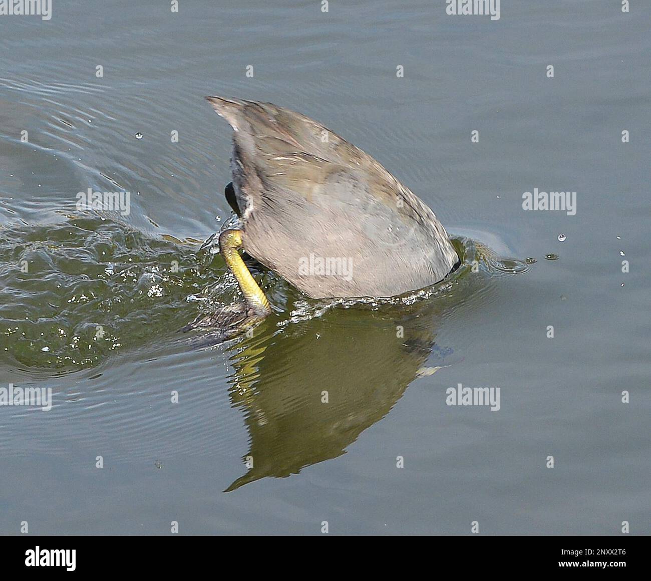 An American Coot, also known as a "Mudhen," dives under the water