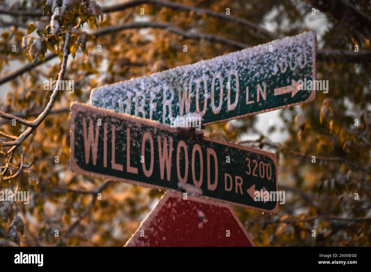 street signs covered in snow in Beaumont Texas Friday morning