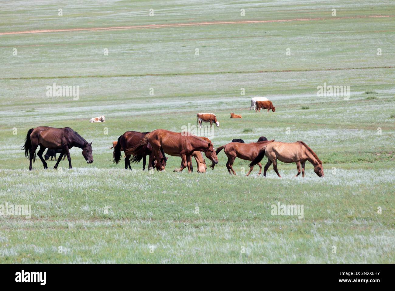 Herd of Mongolian horses with behind, a herd of cow Stock Photo - Alamy