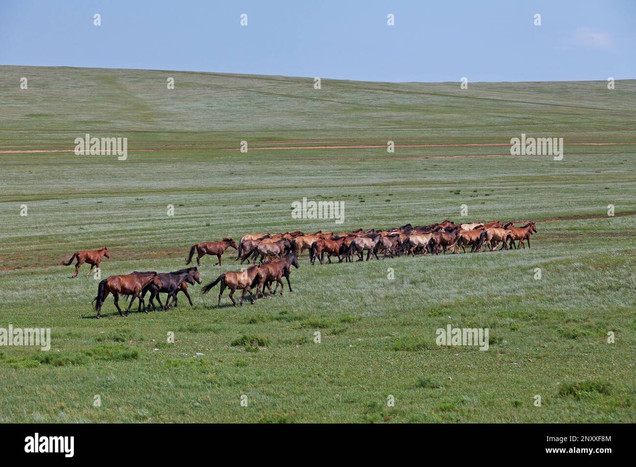 Herd of Mongolian horses roaming freely in the steppes Stock Photo - Alamy