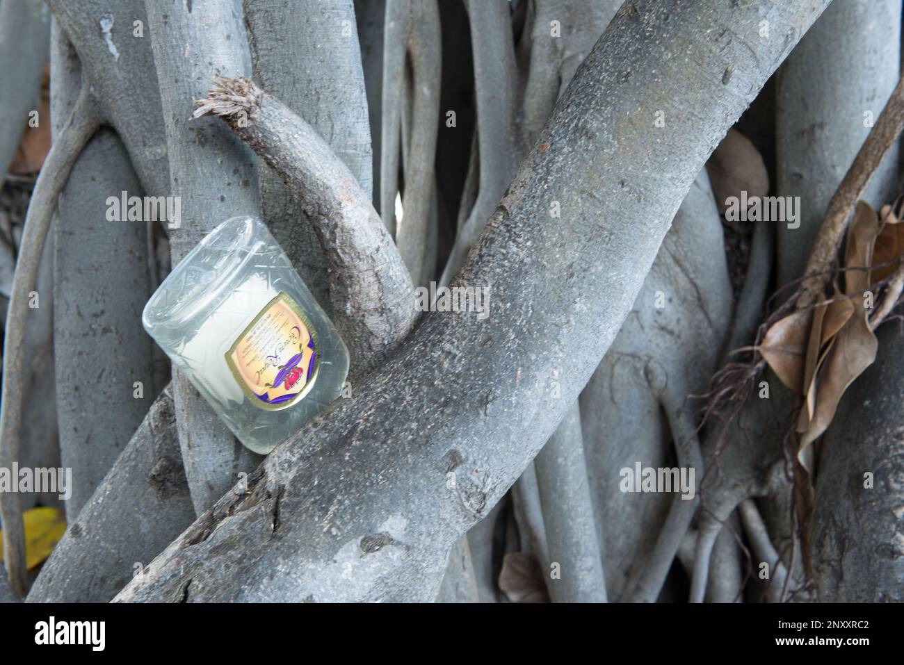 A rum bottle thoughtlessly stashed in the roots of a venerable banyan tree in Kapioiani Park, Honolulu, Oahu, Hawaii. Stock Photo