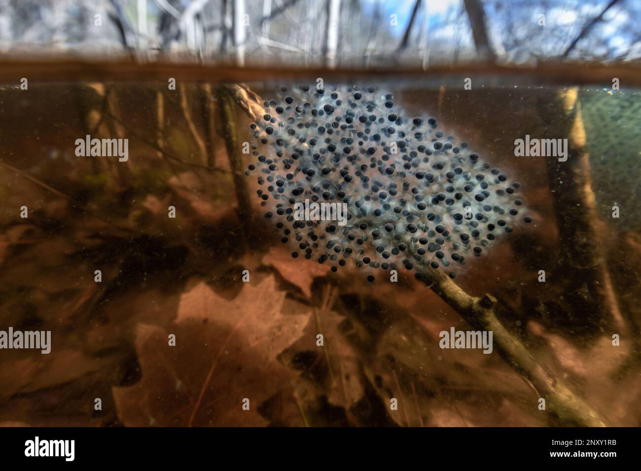 Wood frog breeding pool hires stock photography and images Alamy