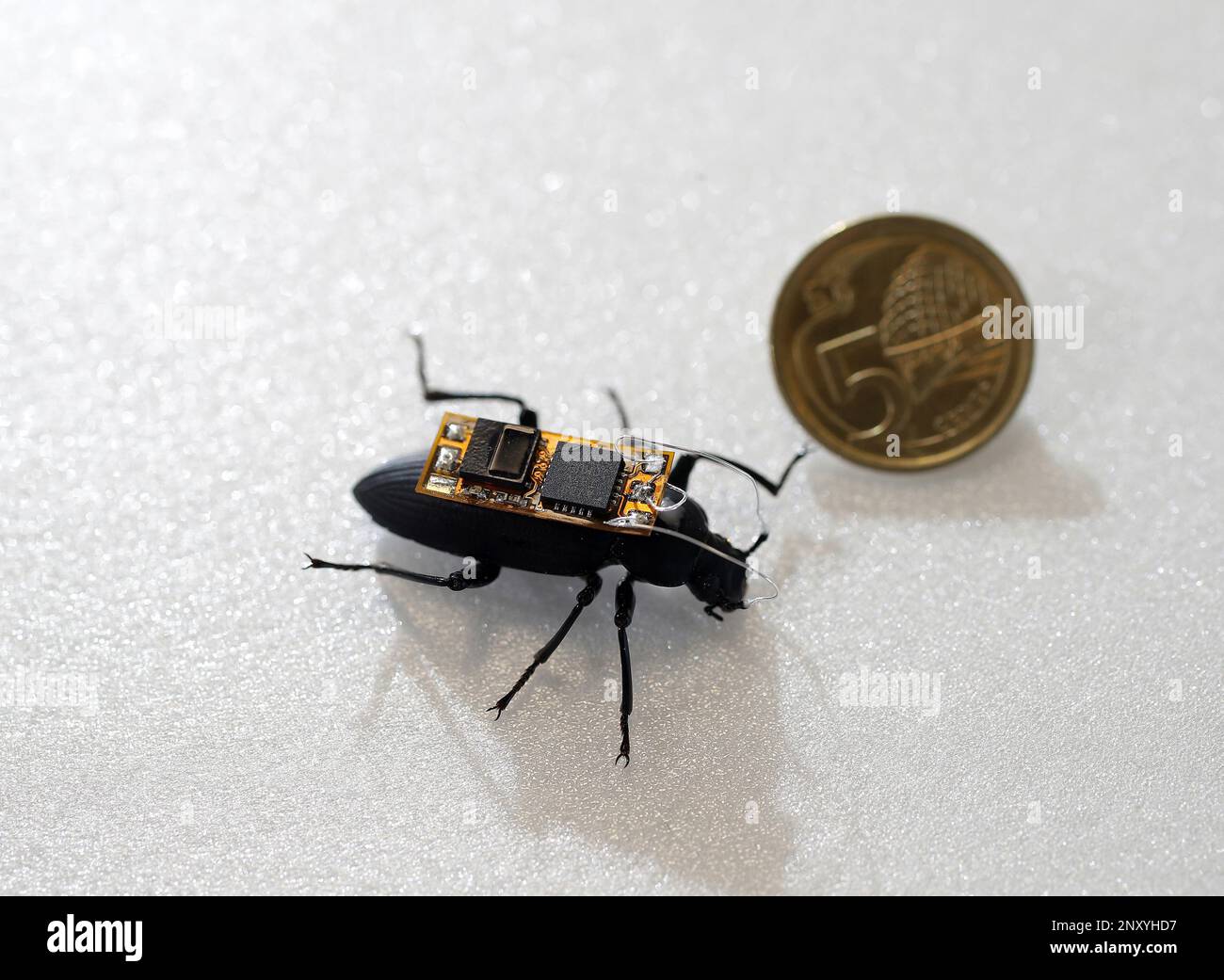 Darkling bettle (Zophobas Morio). NTU's School of Mechanical and