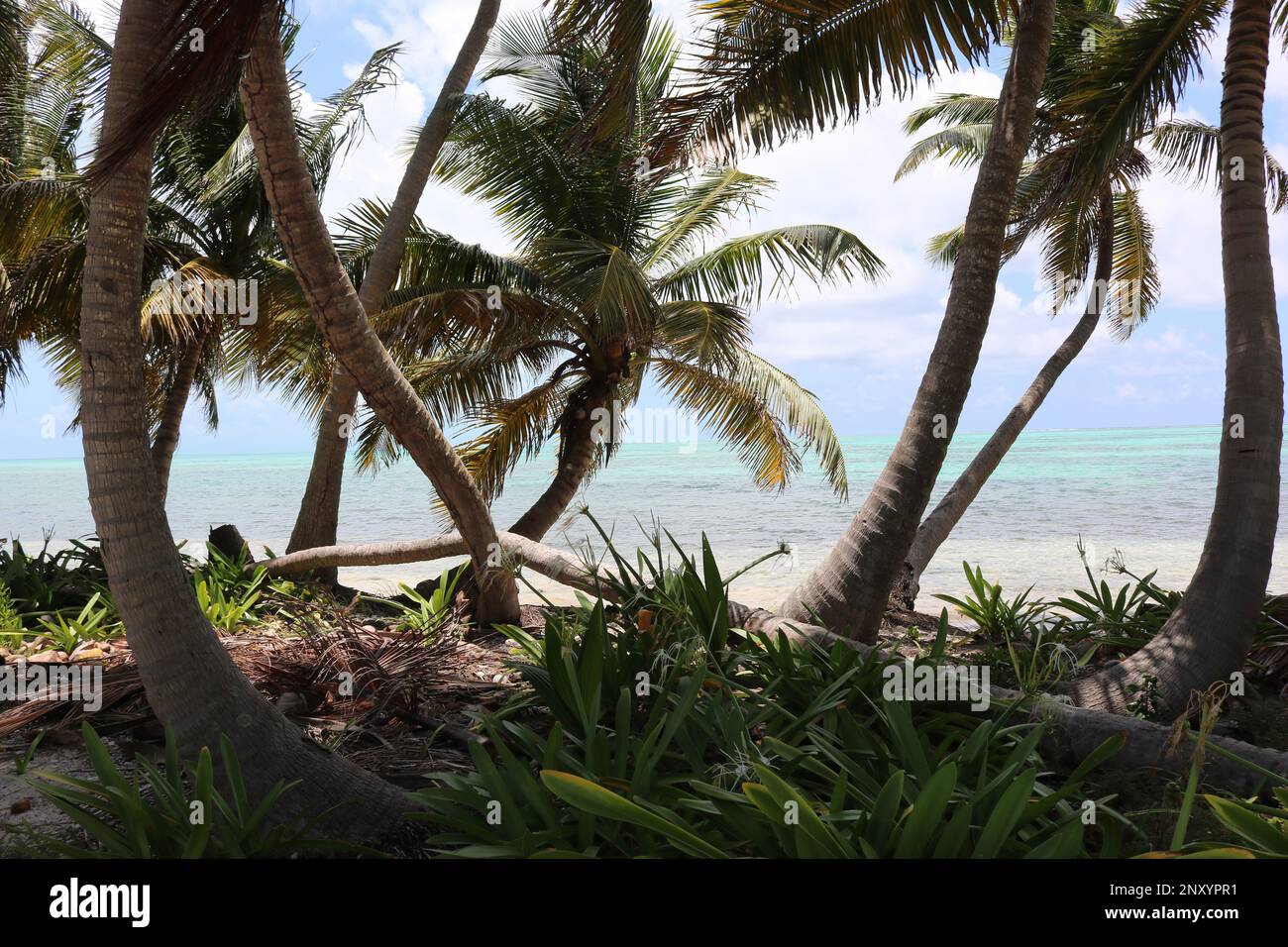 Atlantic Ocean viewed through palm trees at South Water Caye Marine Reserve,  Belize Barrier Reef Stock Photo