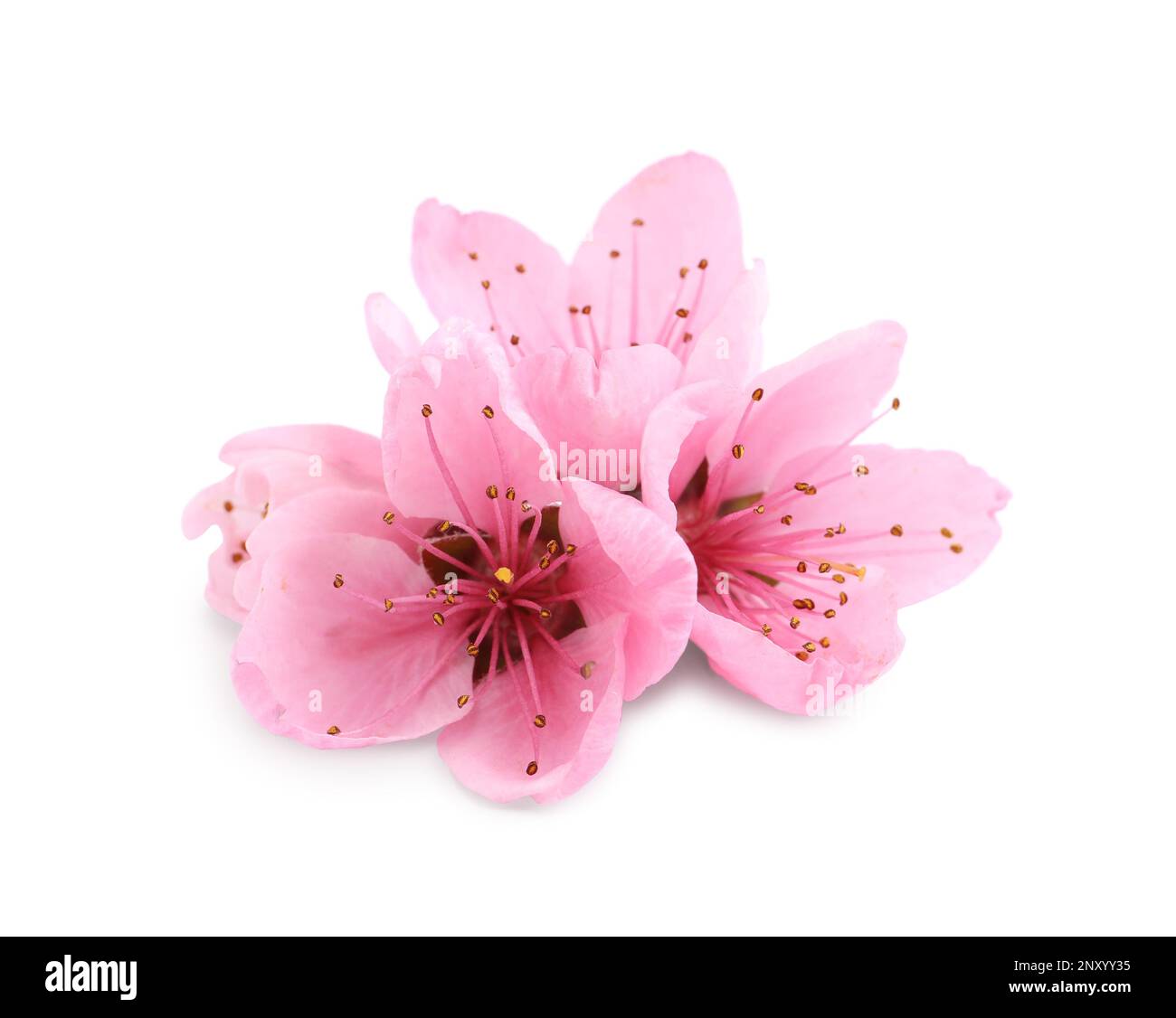 Beautiful sakura tree flowers on white background Stock Photo