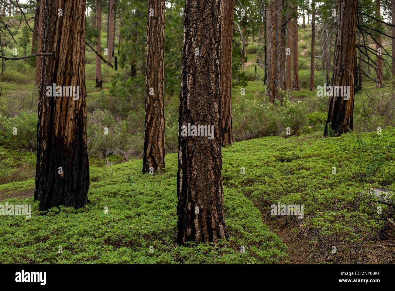 Trail Just Barely Cuts Through White Thorn Shrubs through forest in Kings Canyon Stock Photo