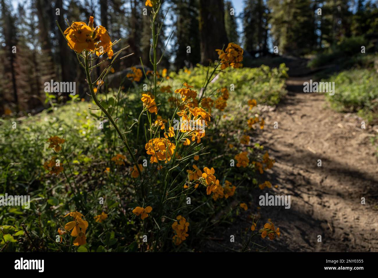 Western Wall Flower Full of Blooms Along Trail in Kings Canyon National Park Stock Photo