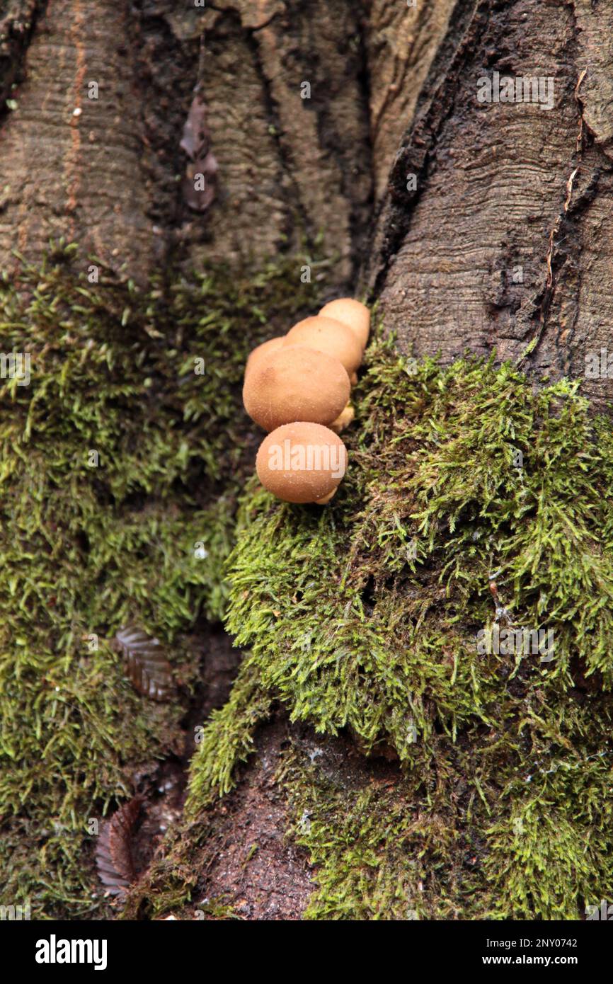 Close-up on a Groening's slime (Lycogala epidendrum) growing on a tree trunk in the woods. Stock Photo