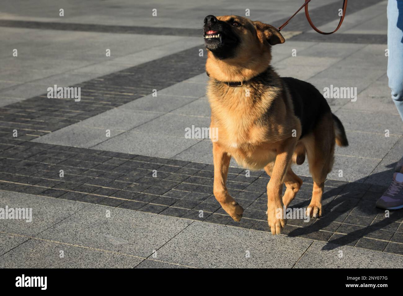 Aggressive Walk Aggressive dog hi-res stock photography and images - Alamy