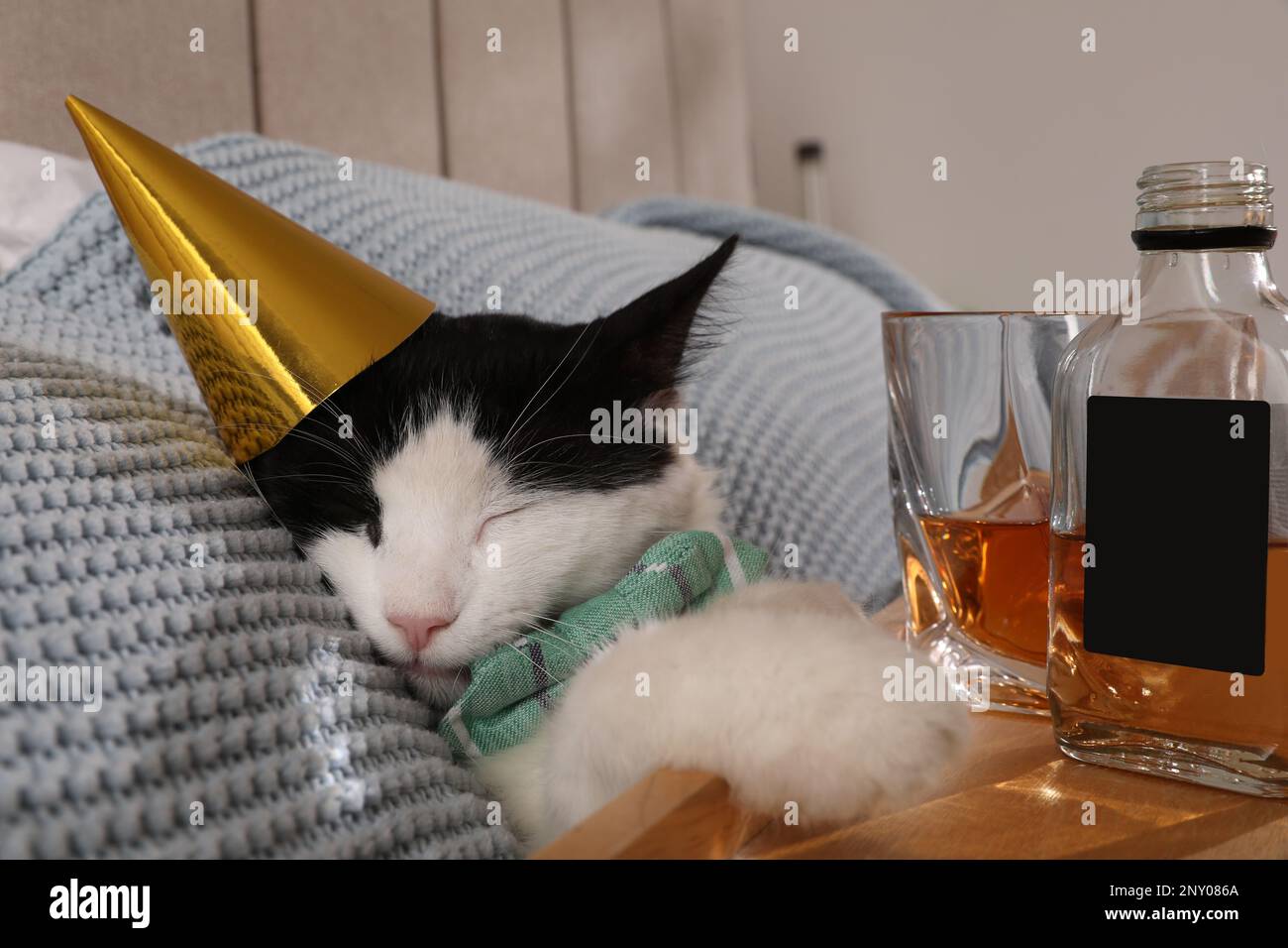 drunk birthday cat