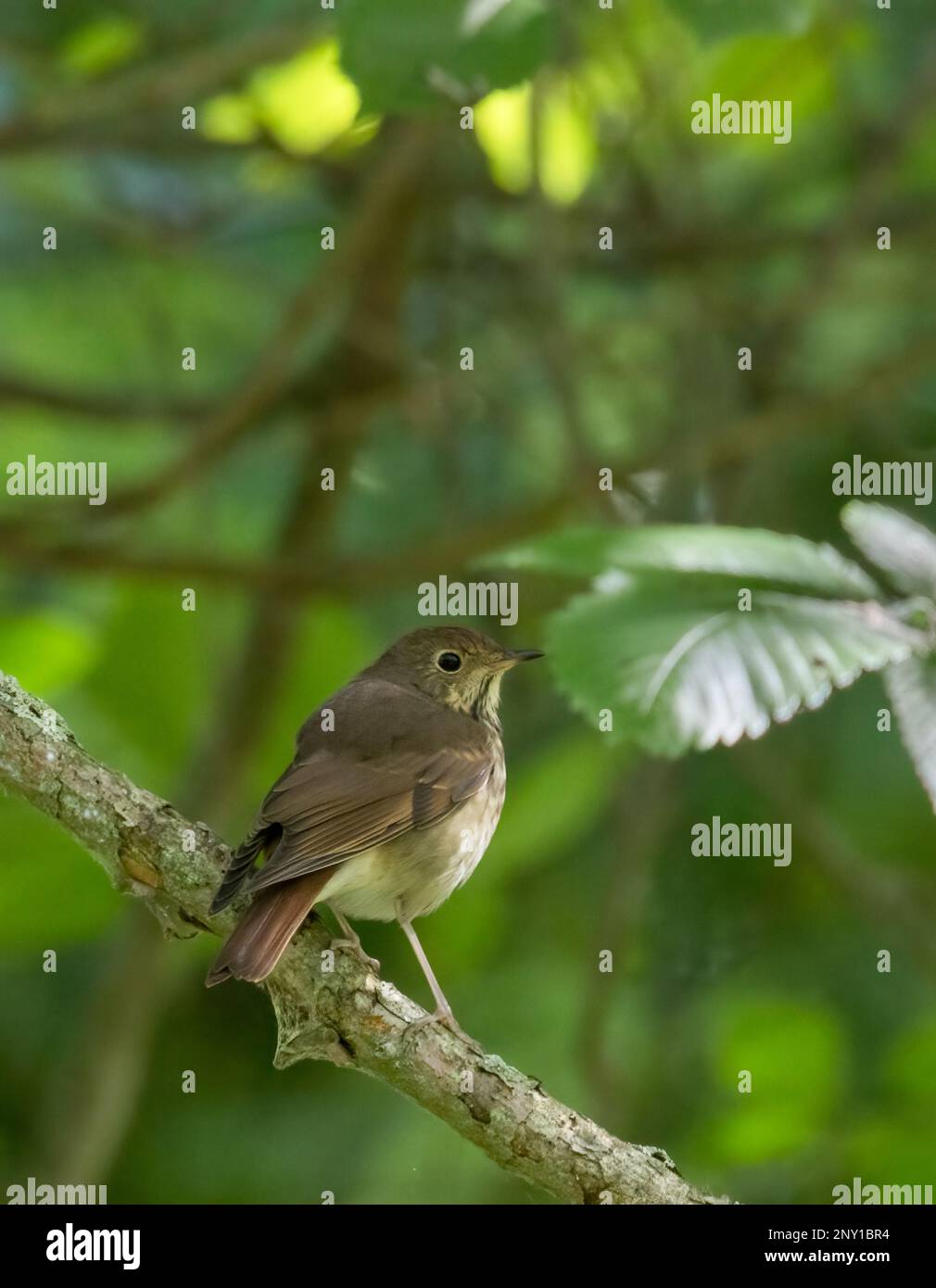 A Hermit Thrush on a  branch near green leaves Stock Photo