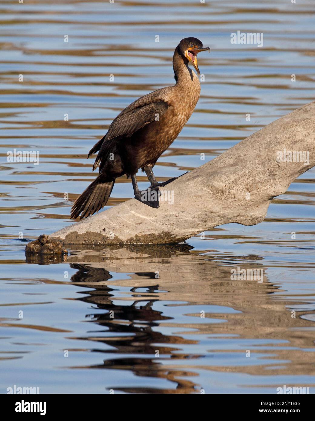 Double-crested Cormorant with mouth open perched on a log in the Bow River, Calgary, Canada  (Nannopterum auritum) Stock Photo