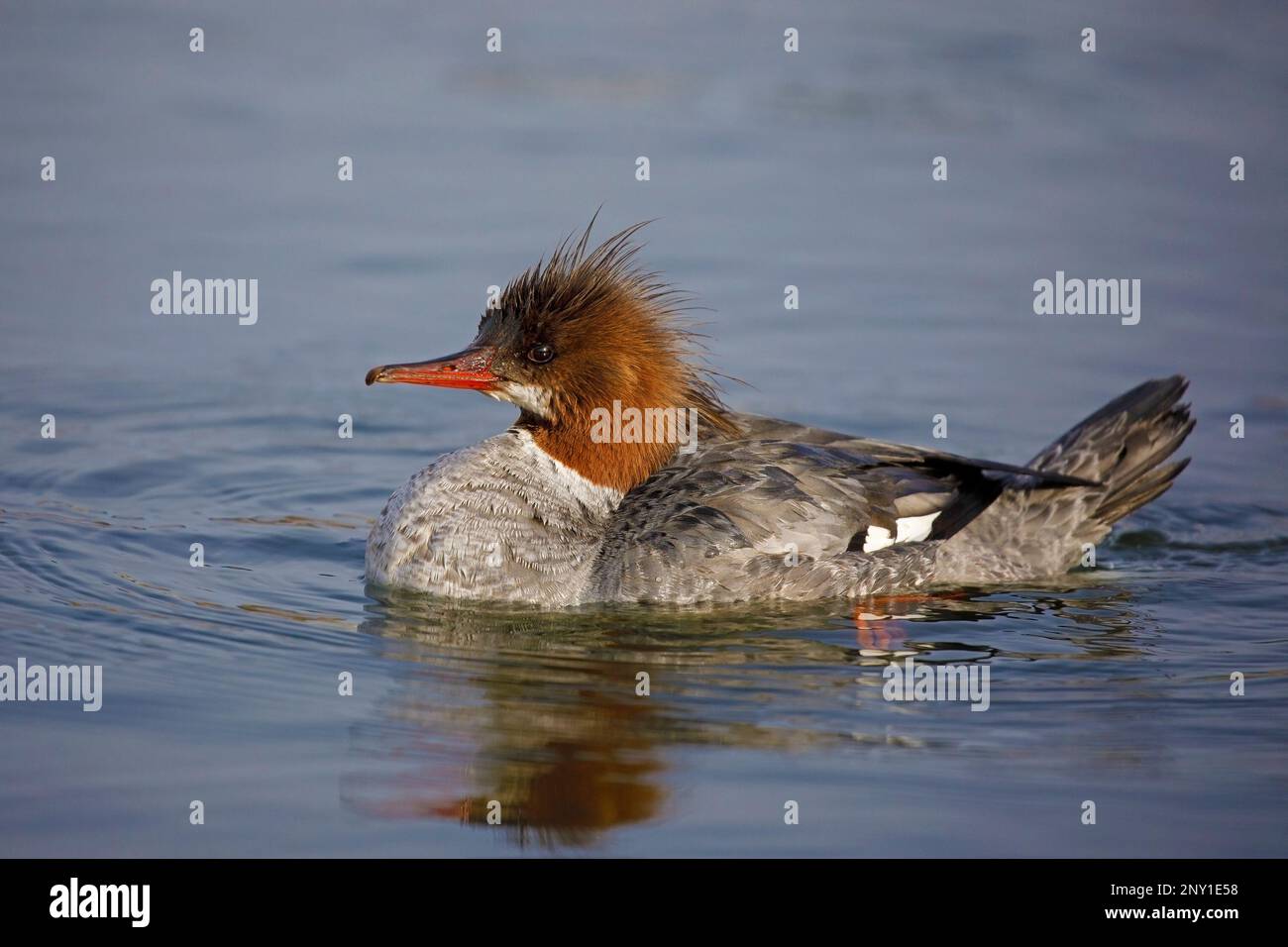 North american ducks hi-res stock photography and images - Alamy