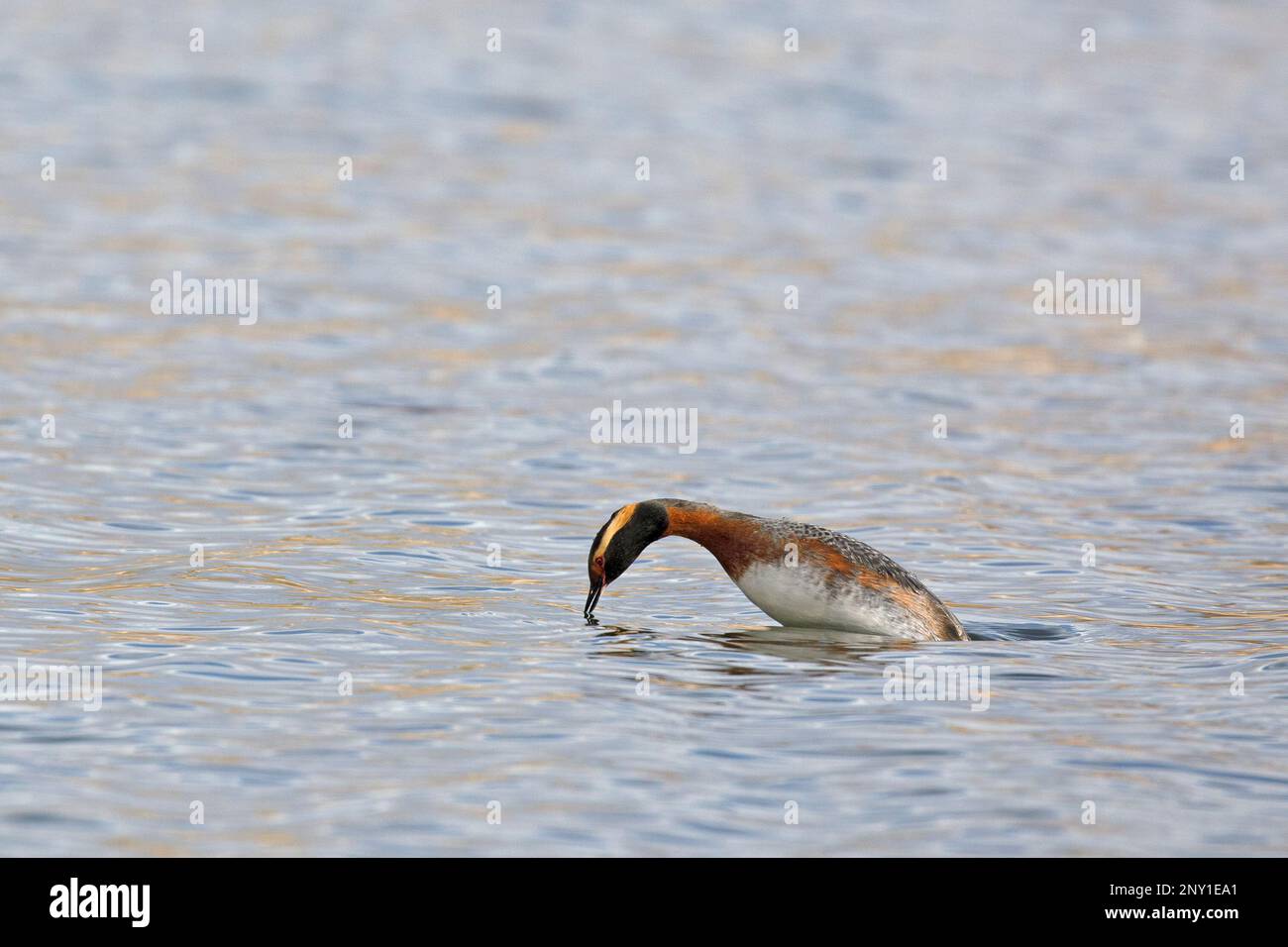 Horned grebe diving in a stormwater pond, Calgary, Alberta, Canada (Podiceps auritus) Stock Photo