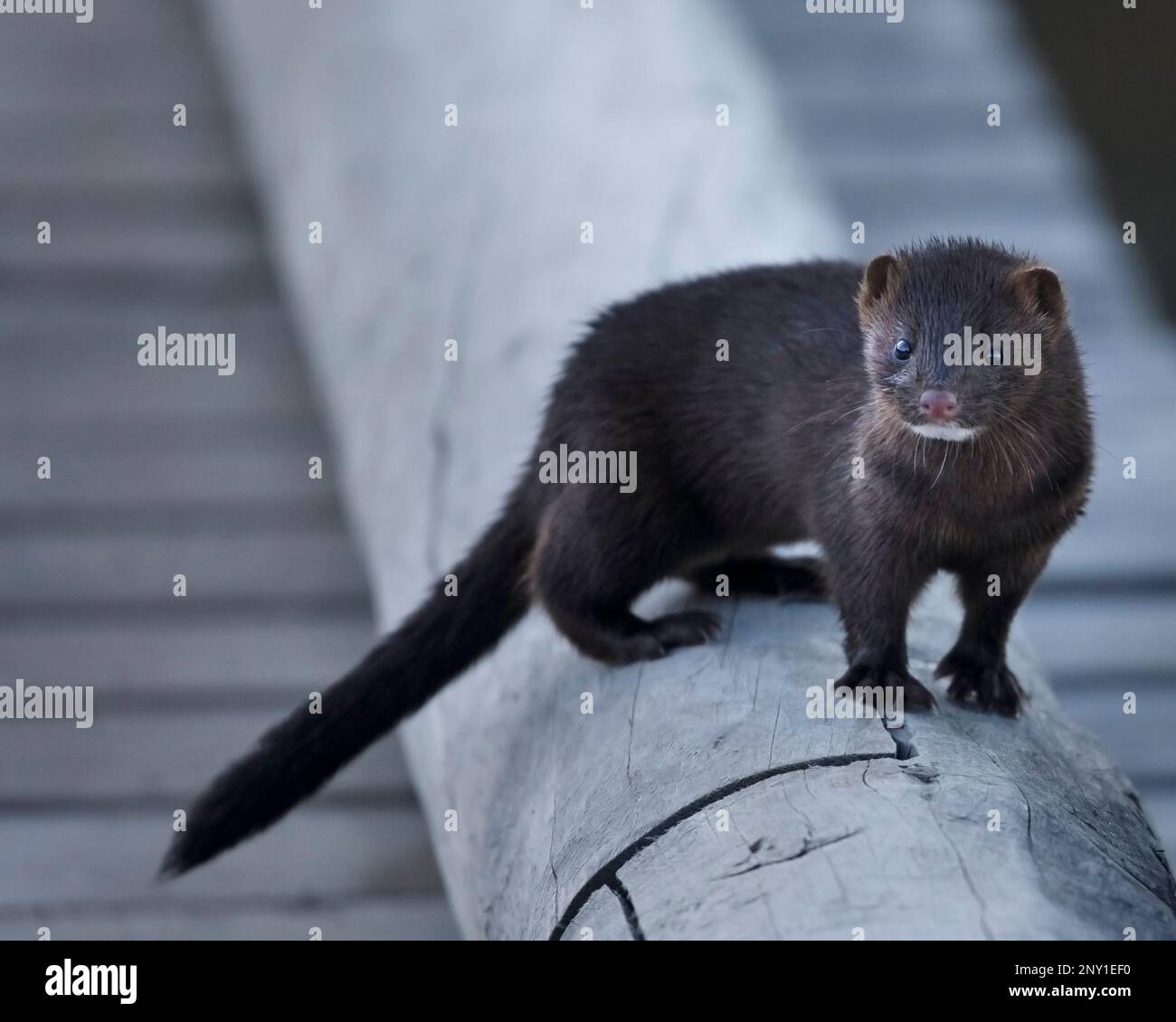 American mink standing on the Pyramid Island trail in Jasper National Park, Alberta, Canada