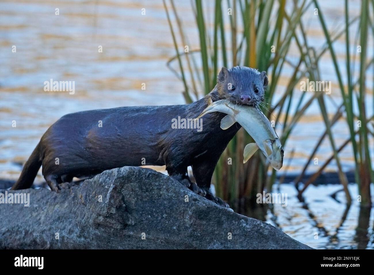 American mink holding a fish in mouth after catching it along the shore of Pyramid Lake, Jasper
