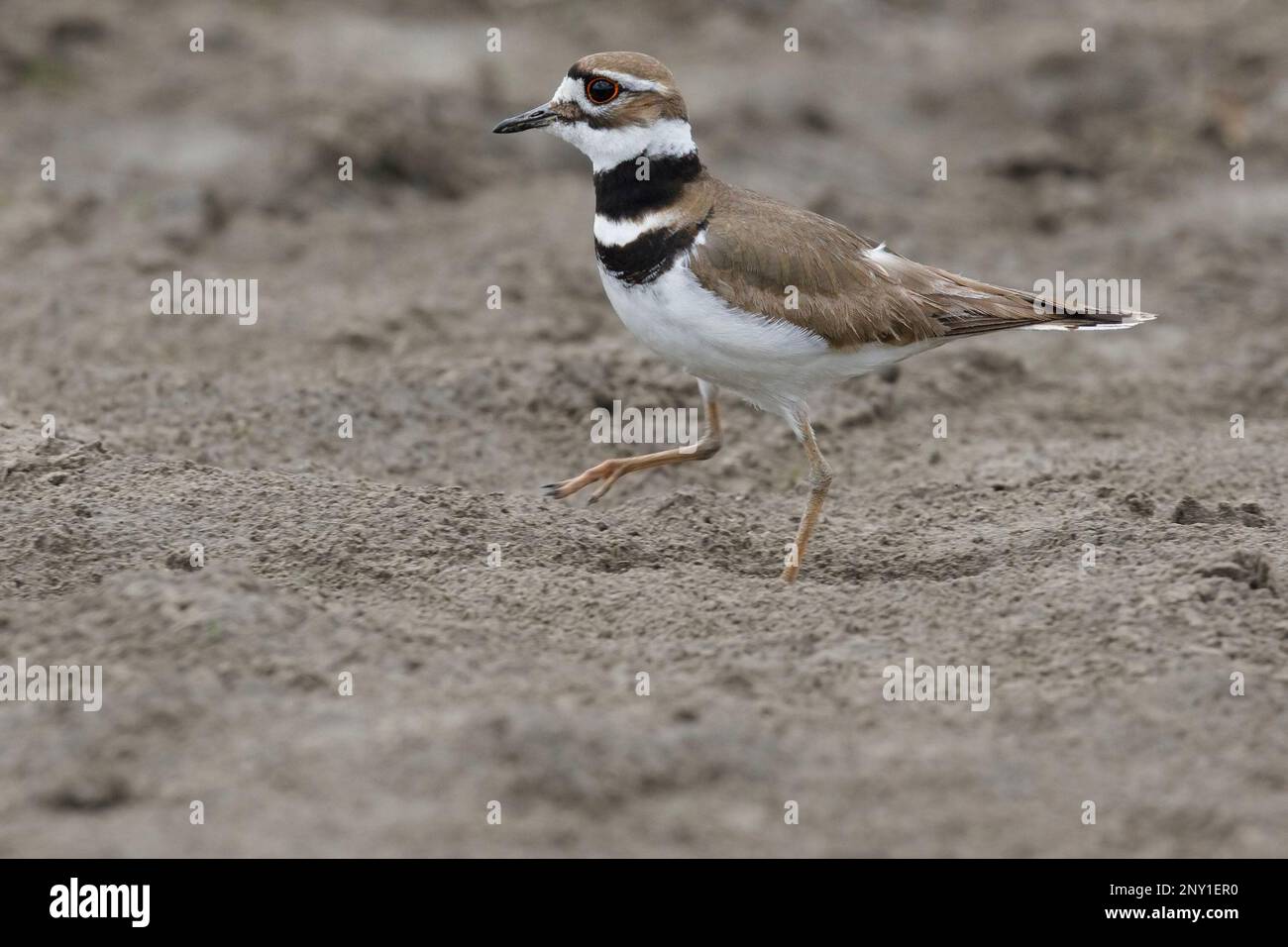 Killdeer patting the ground with one foot to stir up movement from prey  on mud riverbank at Weaselhead Flats, Calgary, Canada. Charadrius vociferus Stock Photo