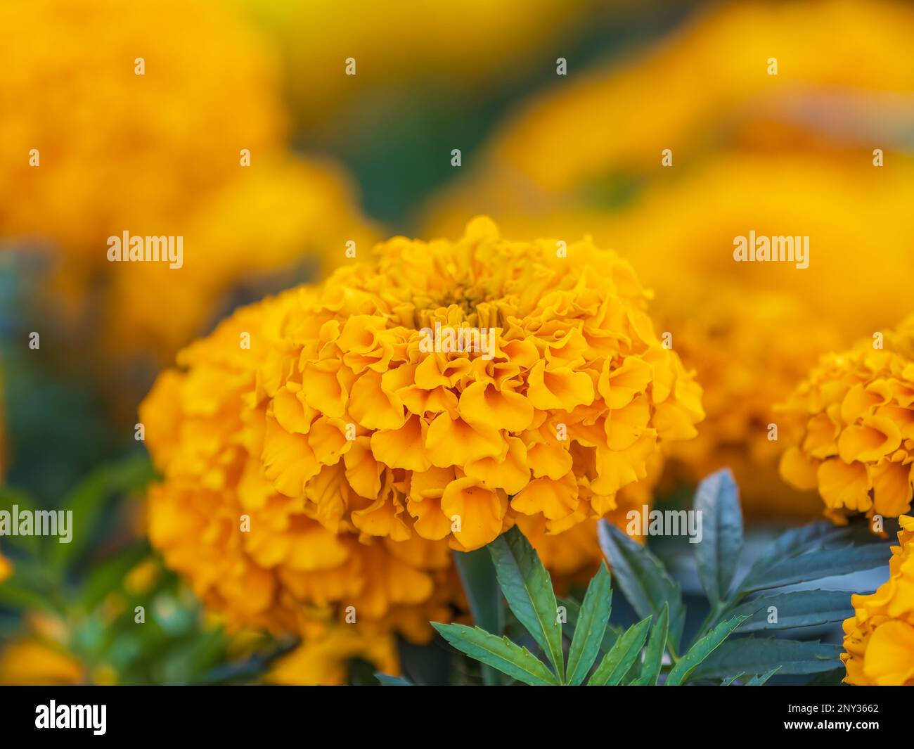 Yellow Zinnia flowers. Flowers zinnia elegans. Color nature background
