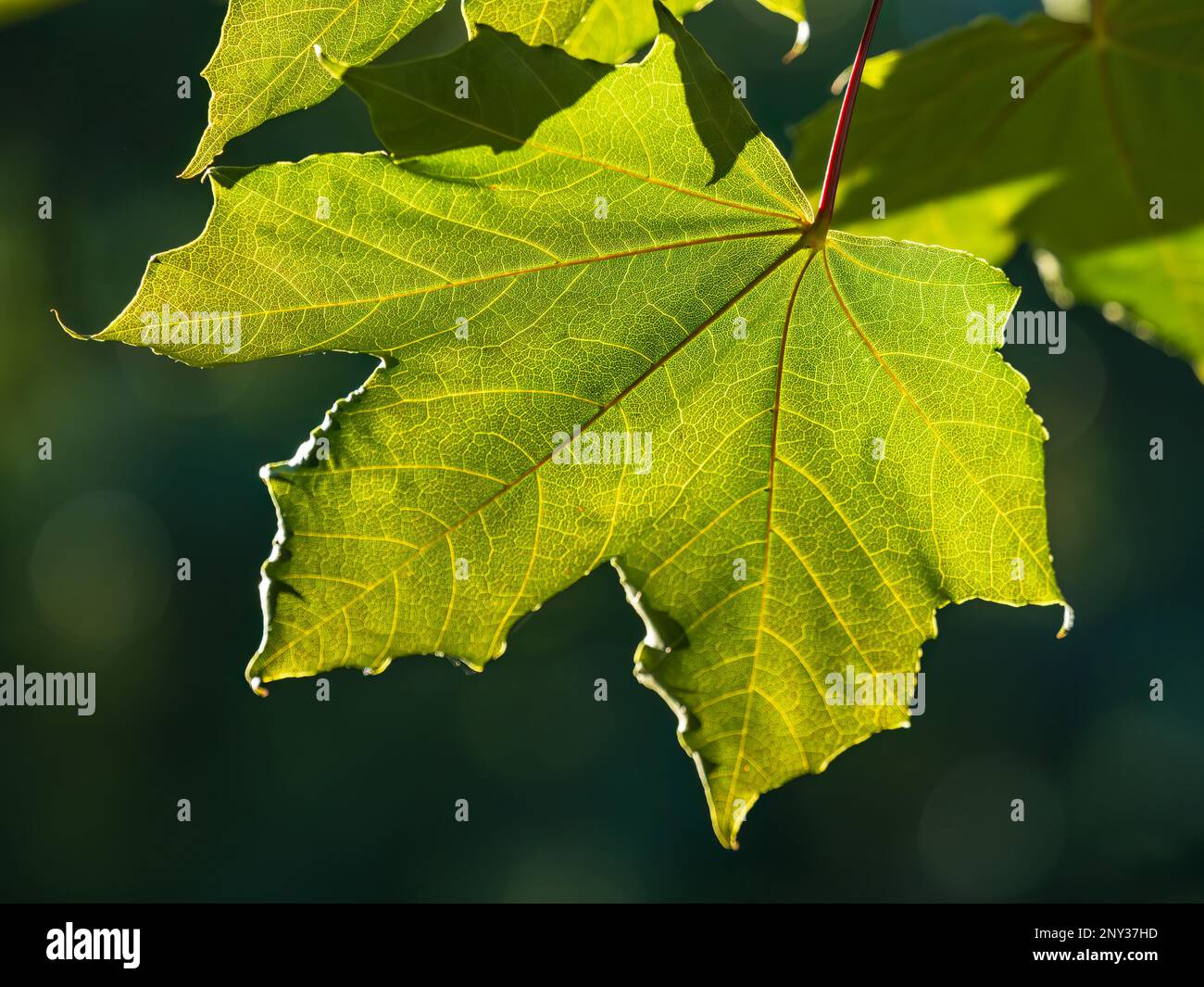 Spring Maple Tree Branch Spring branches of maple tree with fresh green leaves. Spring ...