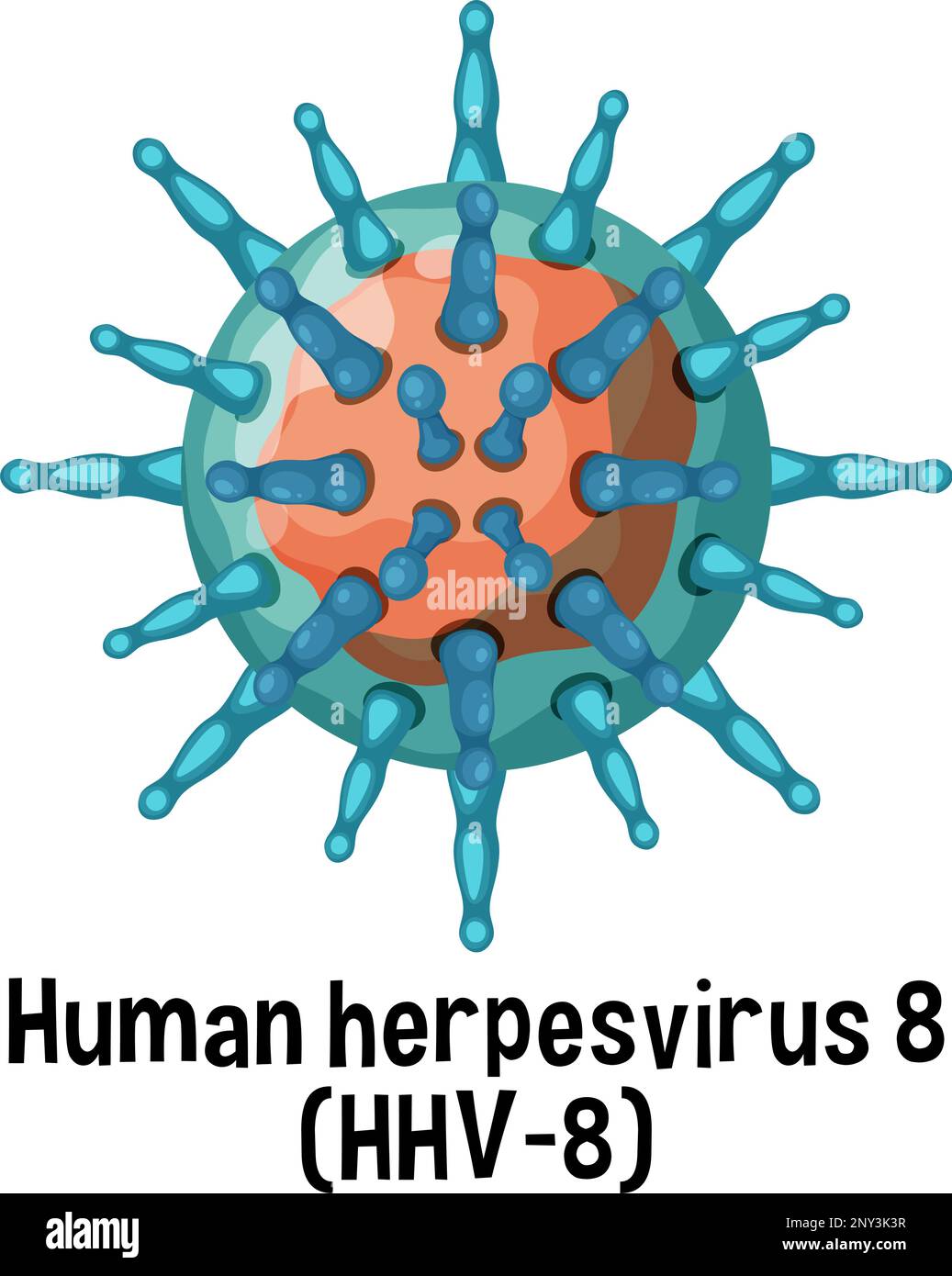 Human herpesvirus 8 (HHV 8) with text illustration Stock Vector