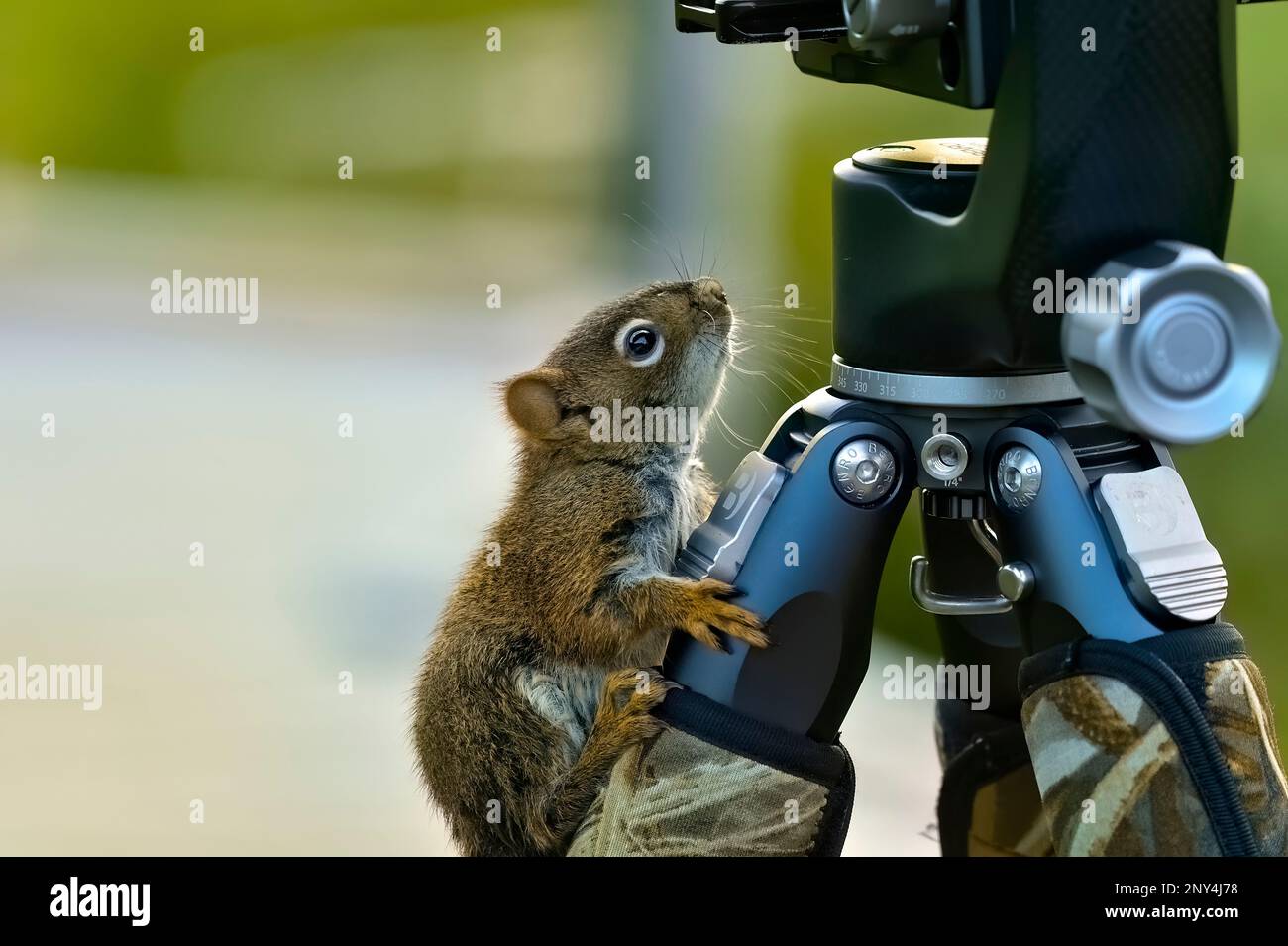 A young red squirrel 'Tamiasciurus hudsonicus', climbing up a photographer's camera tripod on a wildlife shoot in rural Alberta Canada Stock Photo