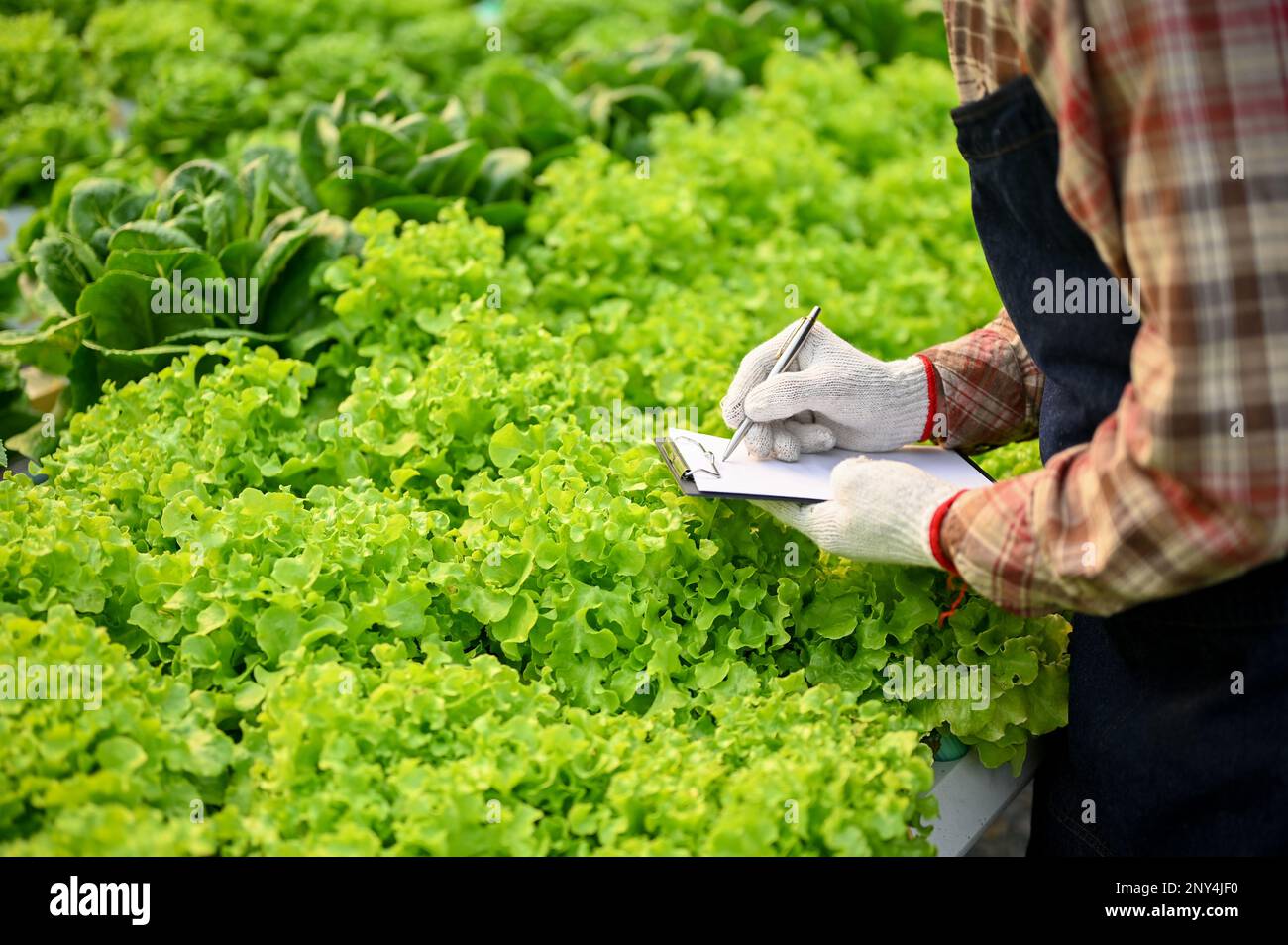 A male farmer or farm owner with clipboard paper working in the greenhouse, checking and recording the quality of his hydroponic vegetables. cropped i Stock Photo