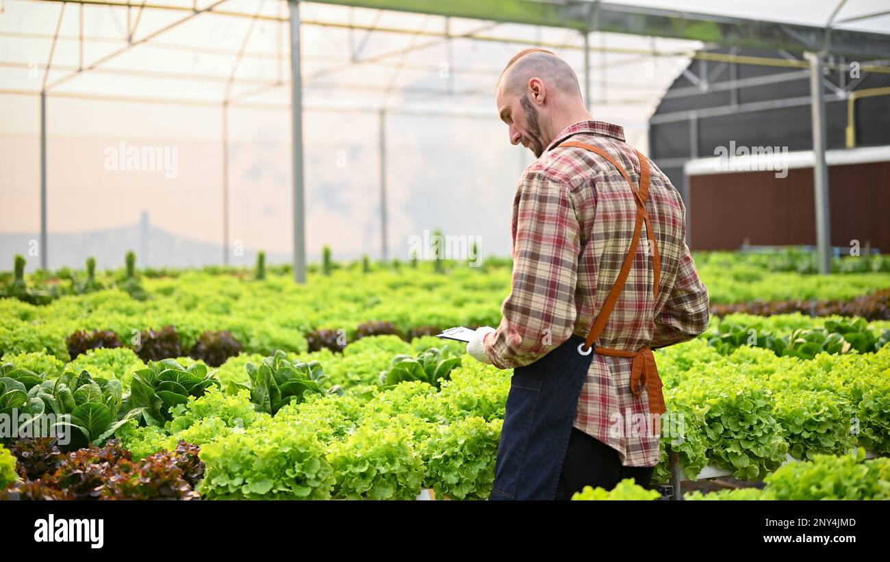 Determined Caucasian male farmer or farm owner with clipboard paper working in the greenhouse, checking and recording the quality of his hydroponic ve Stock Photo