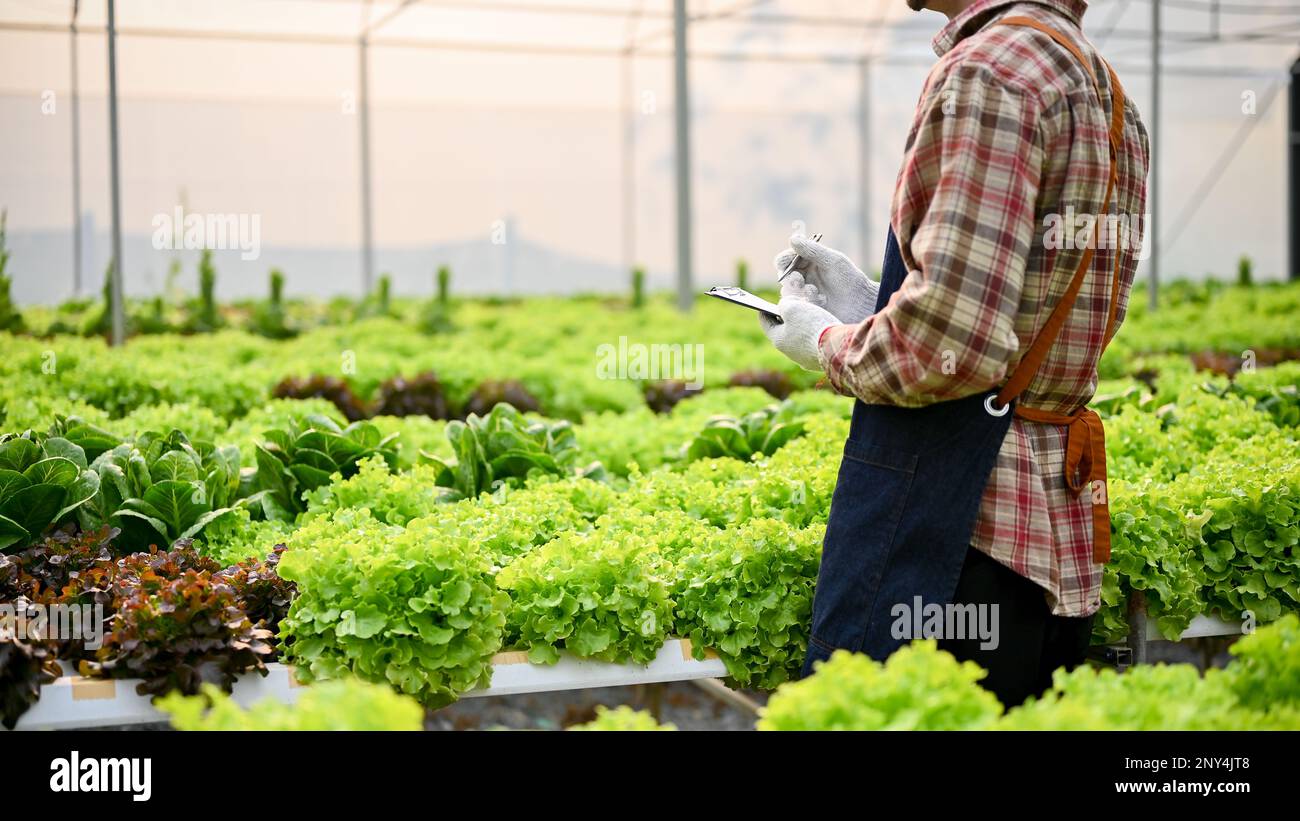 Professional male farmer or farm owner with clipboard paper working in the greenhouse, checking and recording the quality of his hydroponic vegetables Stock Photo