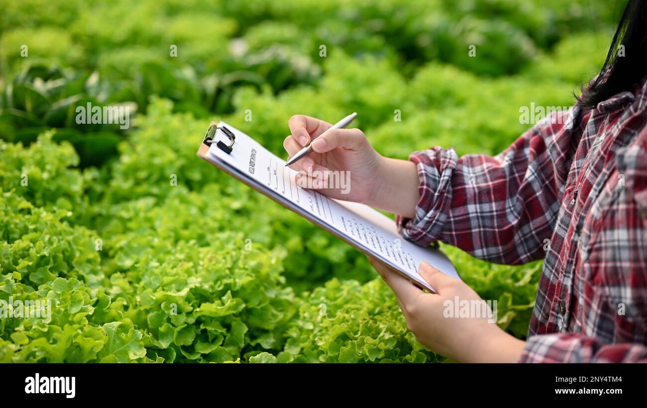 Cropped image of a female farmer or gardener recording the quality of hydroponic salad vegetables on the clipboard, working in the greenhouse. Stock Photo