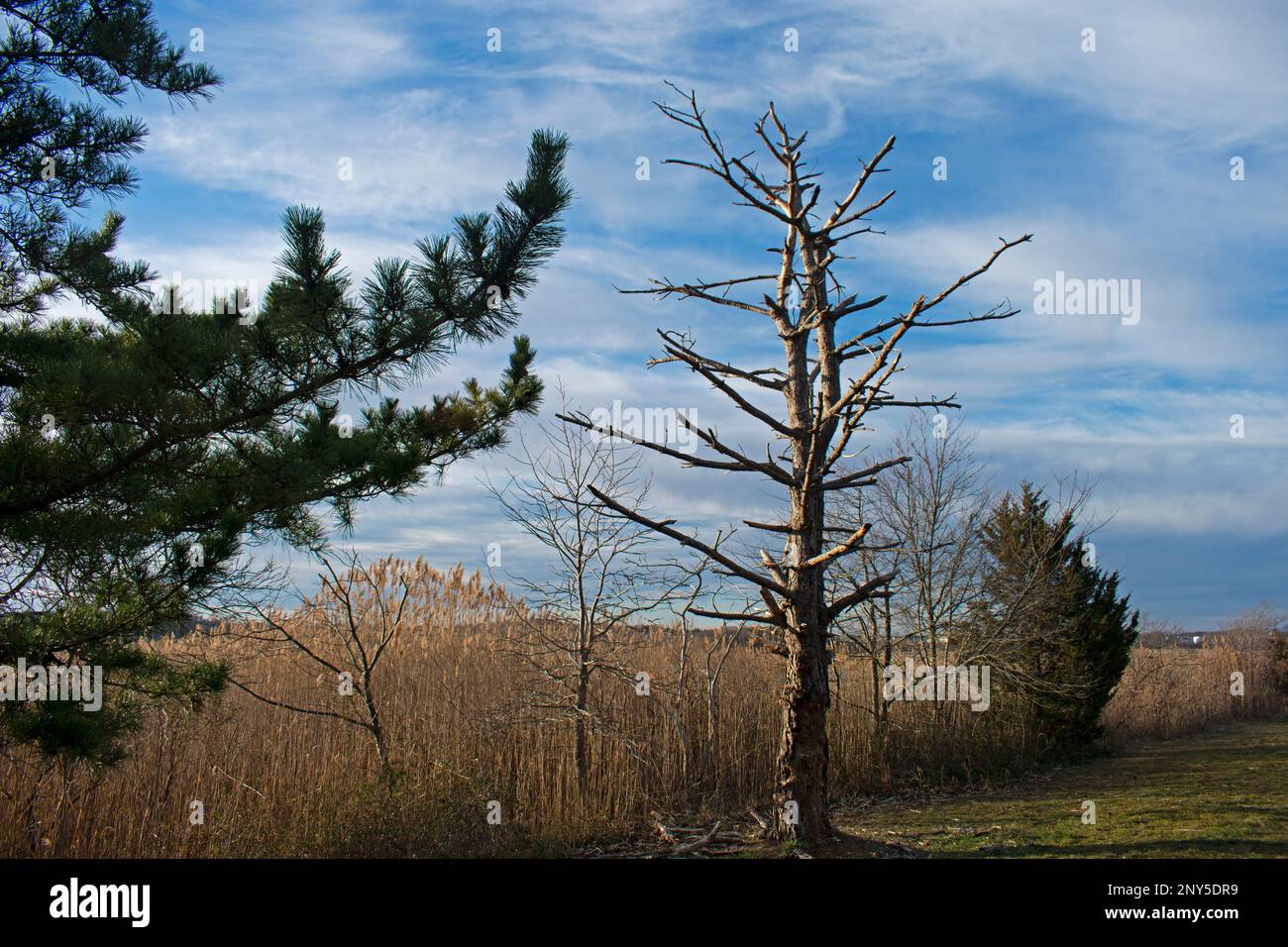 Scenic view overlooking marshland and forest areas at Cheesequake State Park in Matawan, New Jersey -03 Stock Photo