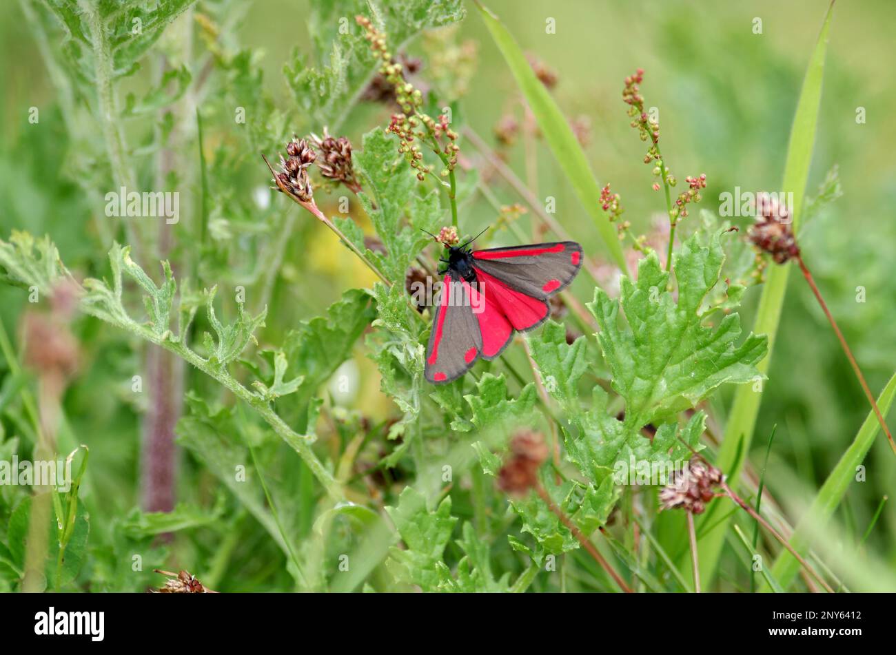 Cinnabar moth (Tyria jacobaeae), butterfly, moth, black, red, wings, meadow, The striking Jacobs weed bear sits on green leaves in a meadow Stock Photo