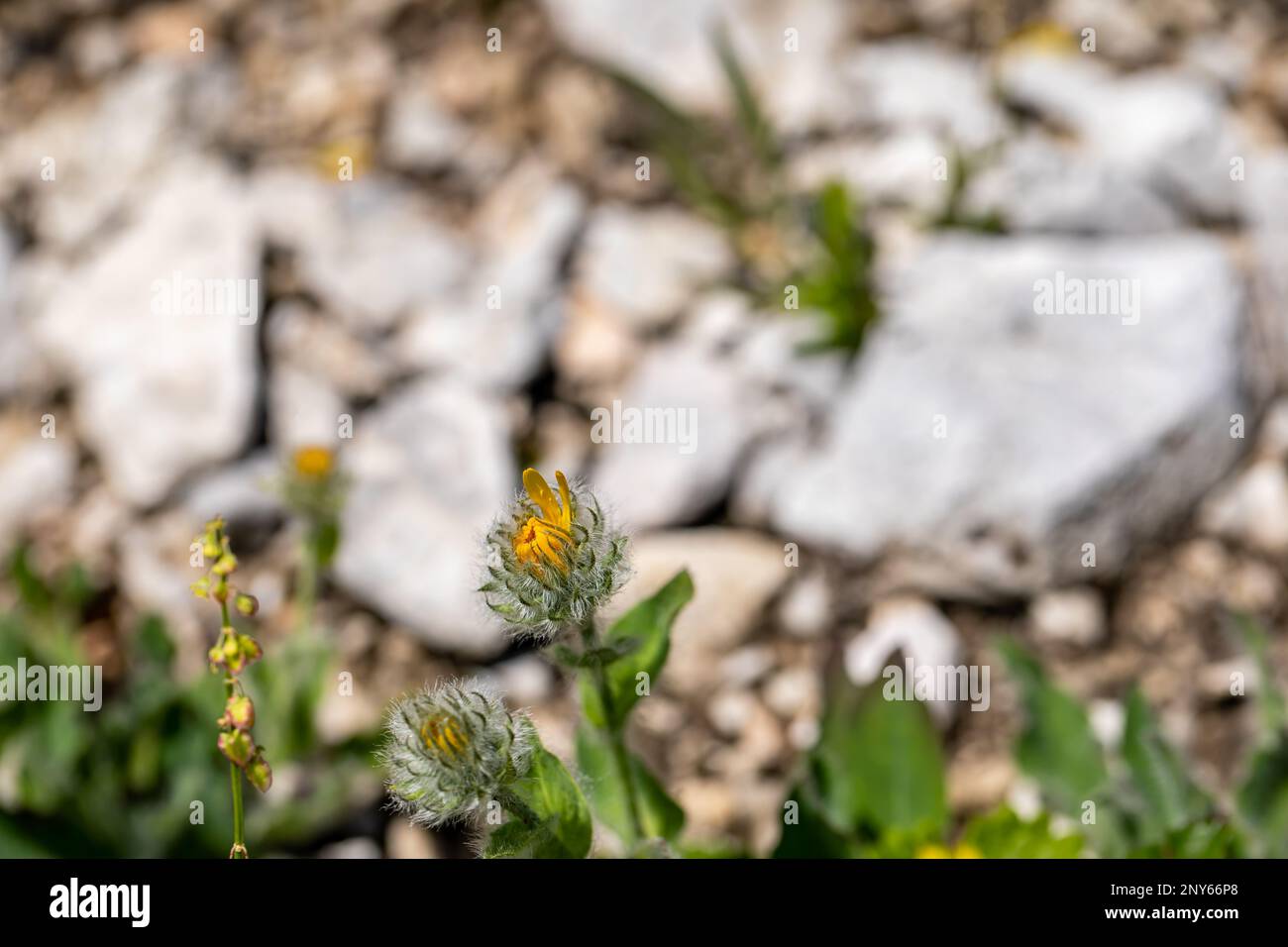 Hieracium villosum flower growing in mountains Stock Photo