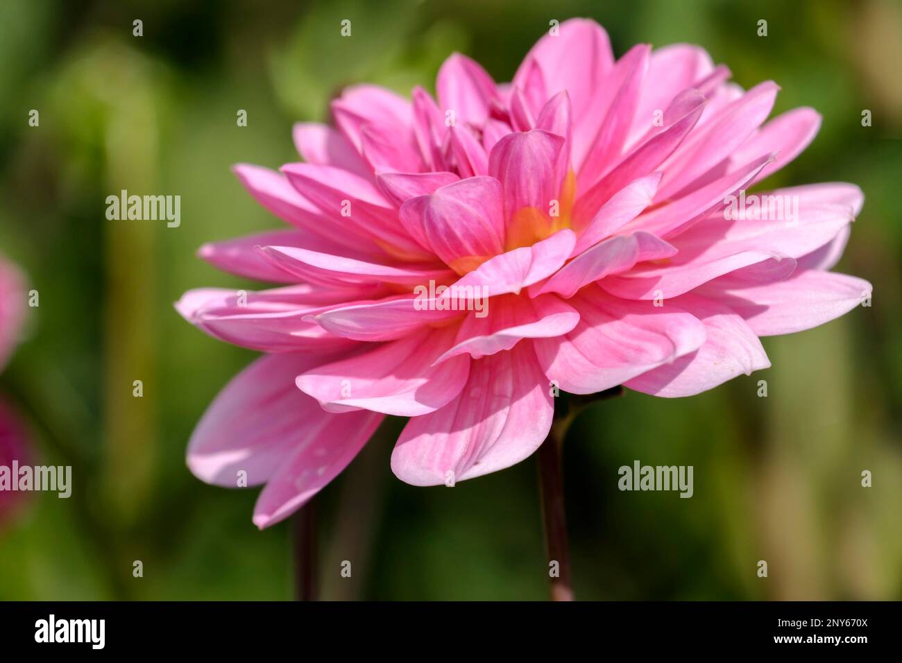 Dahlia flower decoration hi-res stock photography and images - Alamy