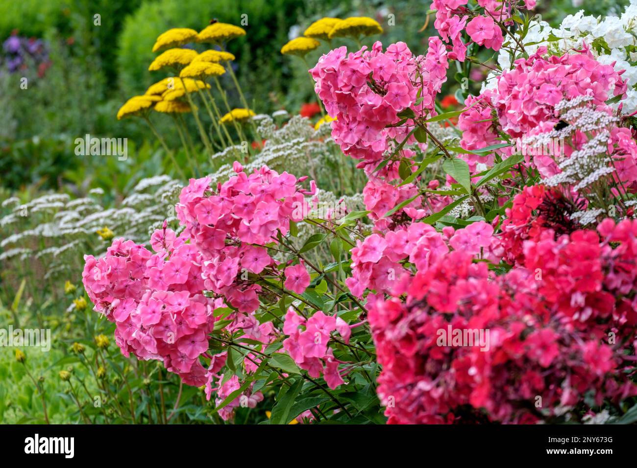 Perennial bed with flame flowers Stock Photo