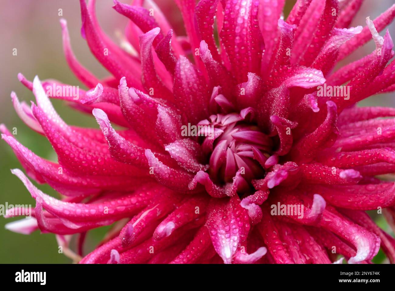 Wet dahlias hi-res stock photography and images - Alamy