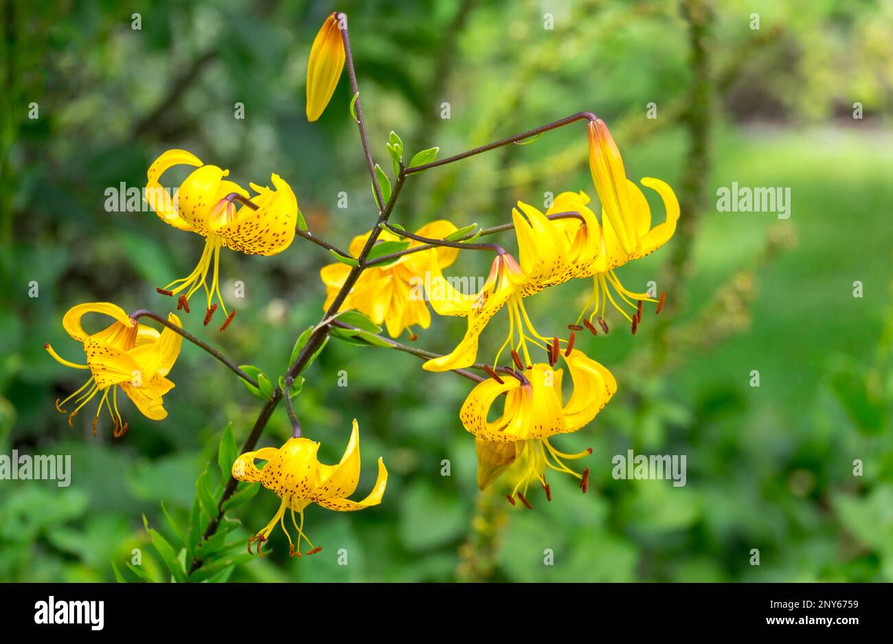 Turk's-collar lily (Lilium martagon) Stock Photo