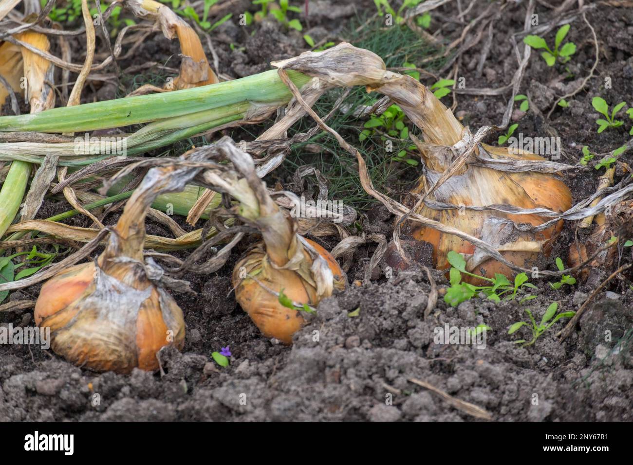Onion inflorescence allium cepa hi-res stock photography and images - Alamy