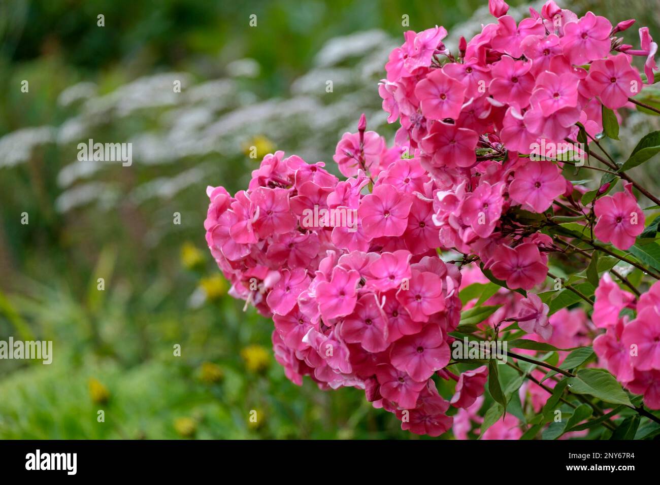 Flame Flower (Phlox) Stock Photo