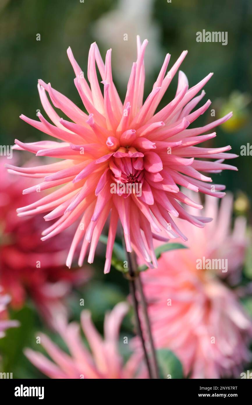 Cactus dahlias (Dahlia), variety Duett, Germany Stock Photo