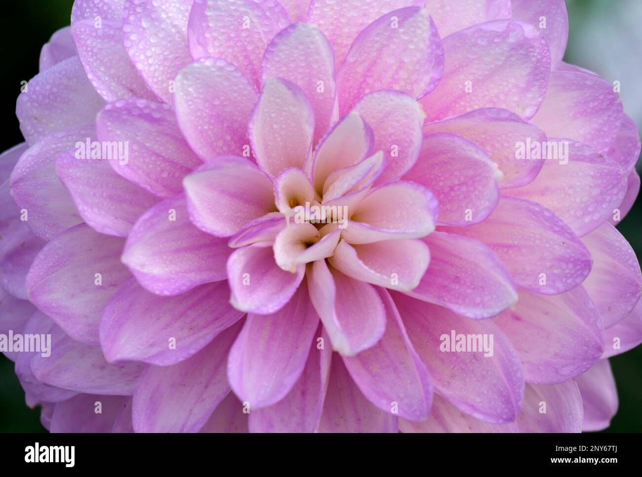 Wet pink dahlia hi-res stock photography and images - Alamy